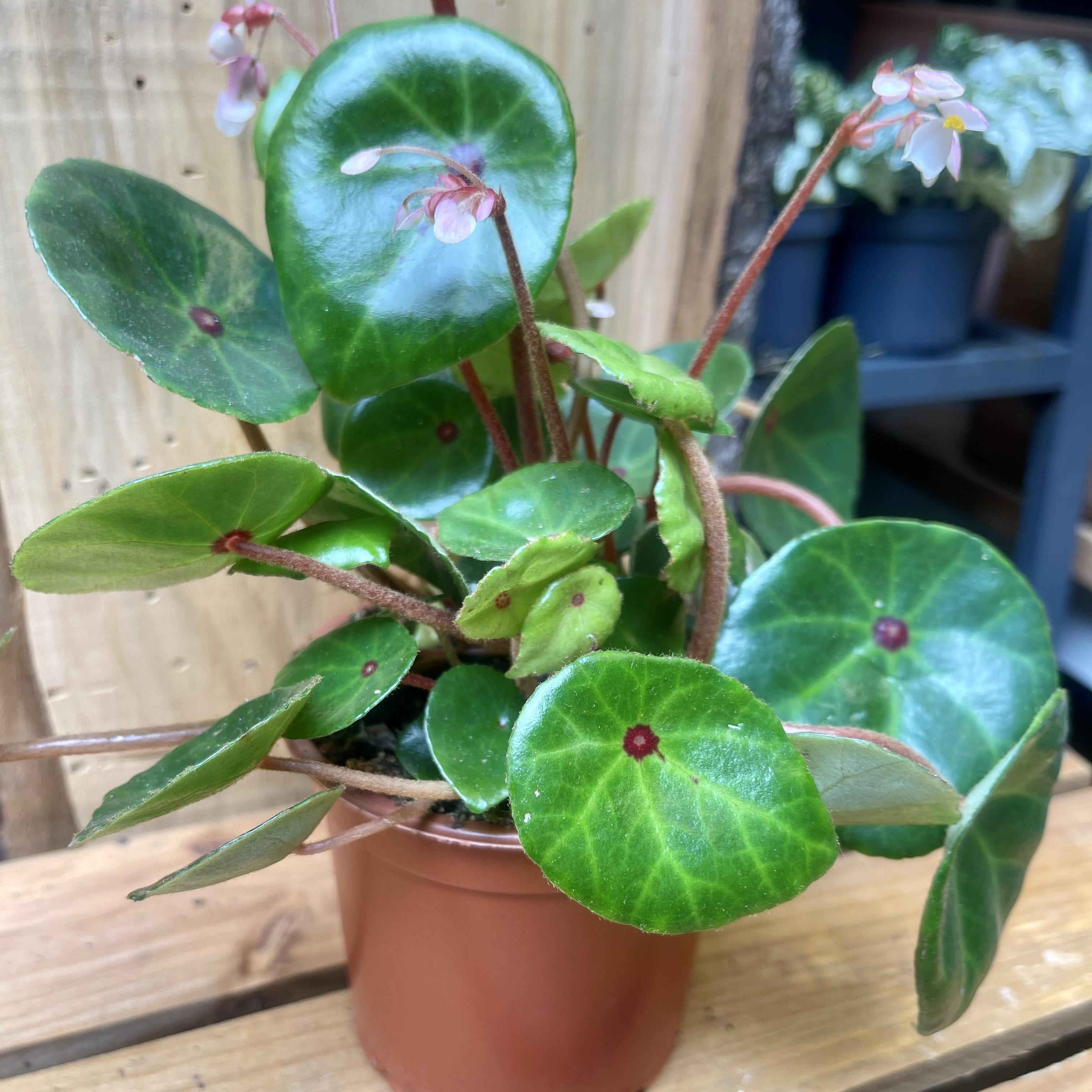 Begonia Conchifolia var. Rubrimacula Bloodspot