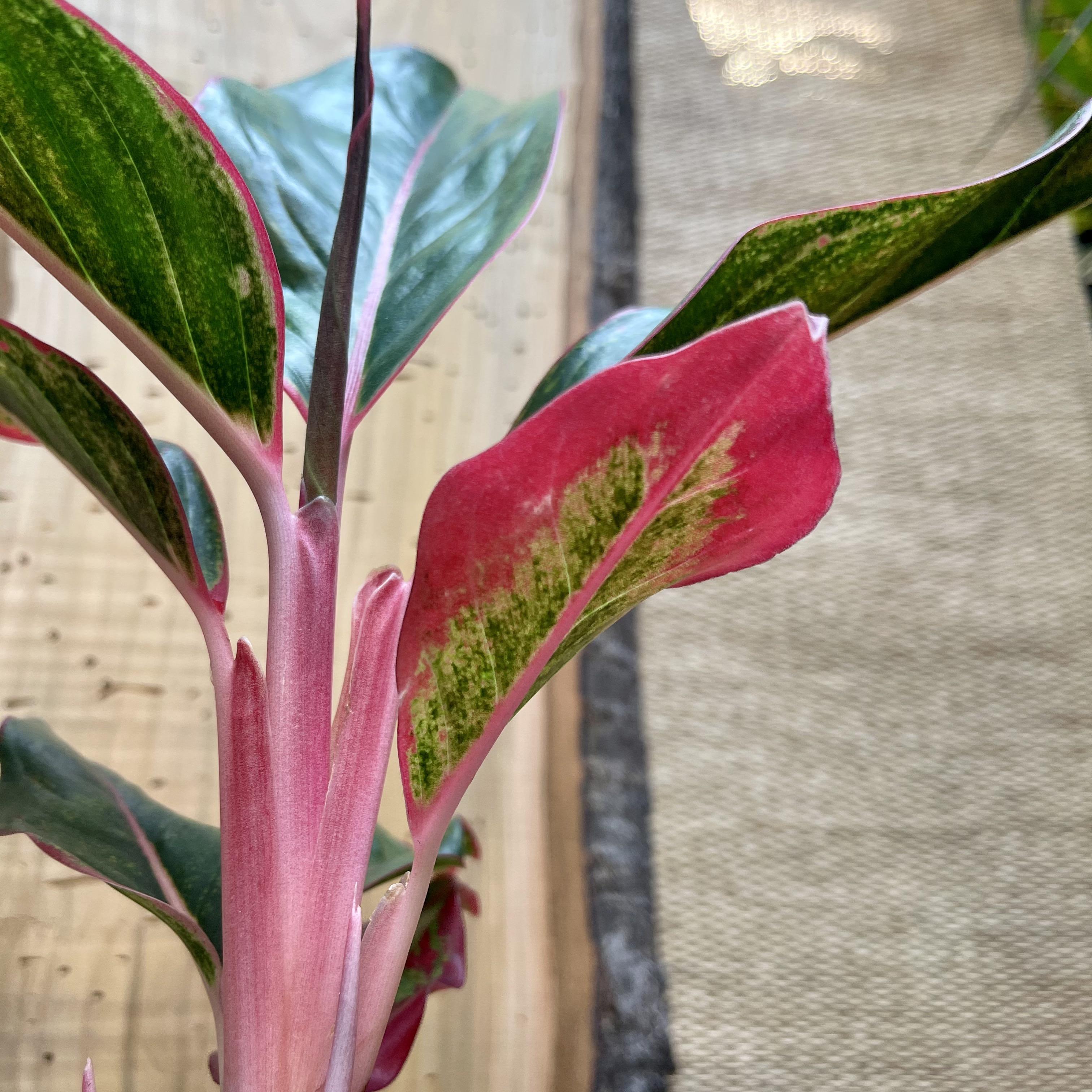 Aglaonema Siam aurora, Chinese evergreen Aglaonema Siam aurora, Chinese evergreen