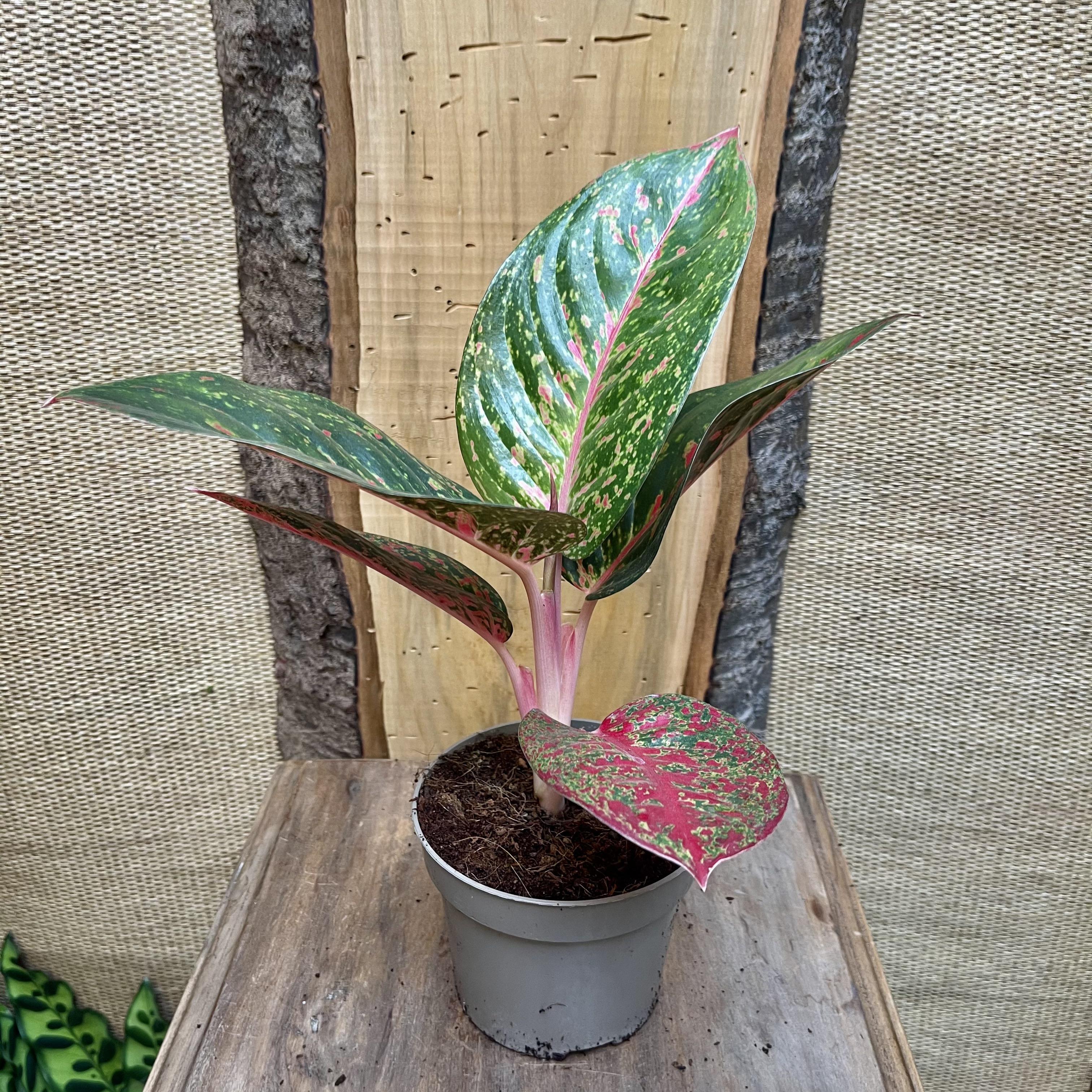 Aglaonema prestige, Chinese evergreen 1 left in stock