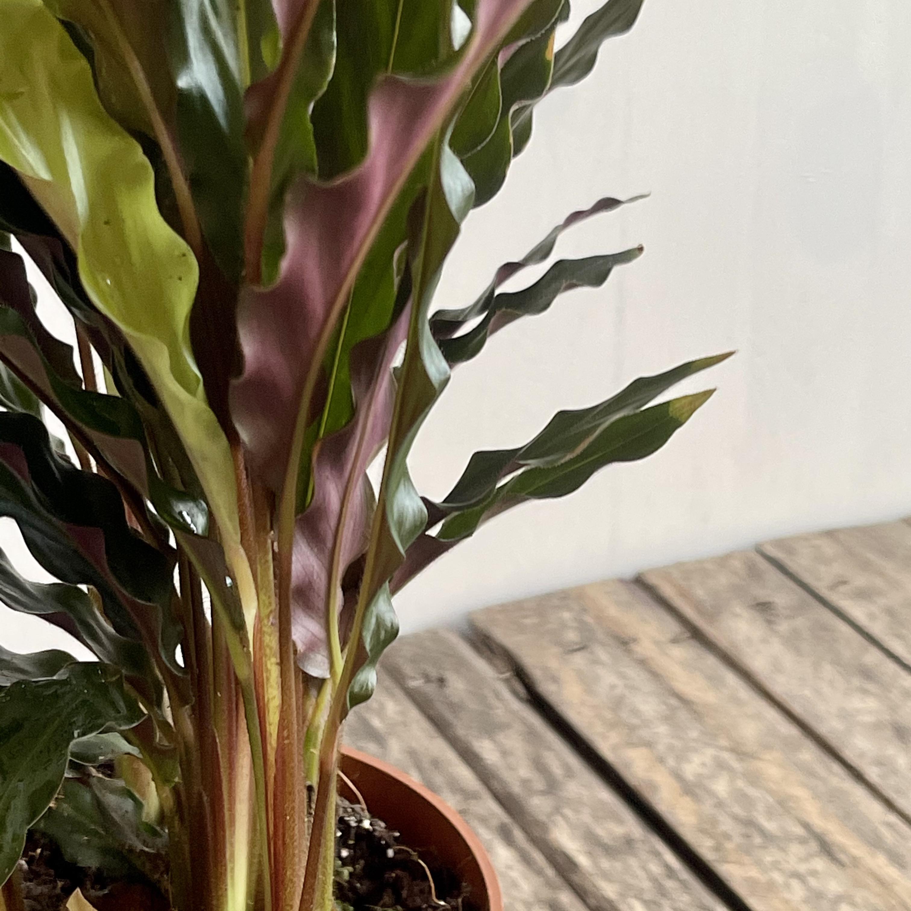 Calathea Rufibarba 'Velvet Calathea'
