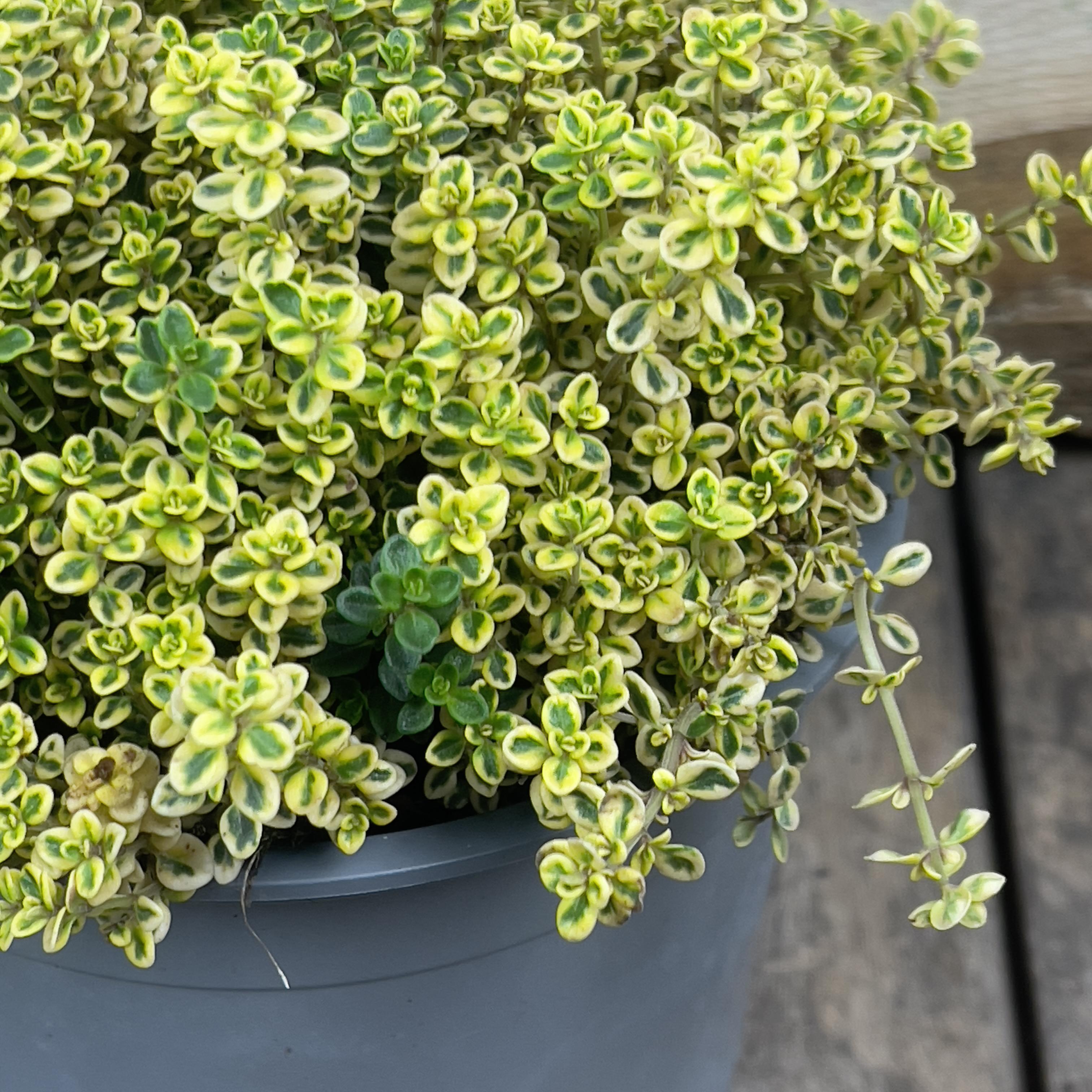 Herb Thymus Citriodorus Aureus Golden Large Thyme