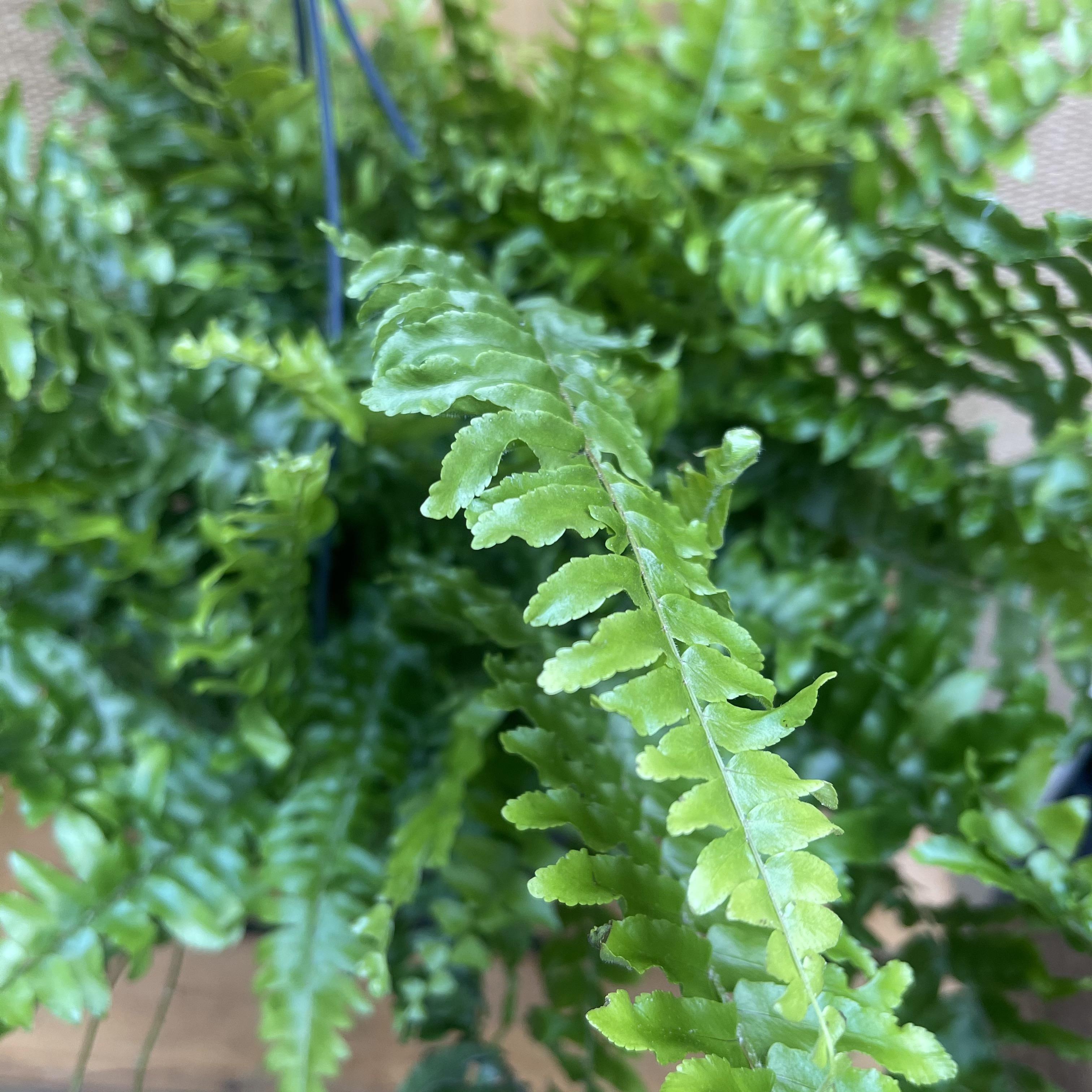 Nephrolepis Exaltata Green Moment - Sword Fern