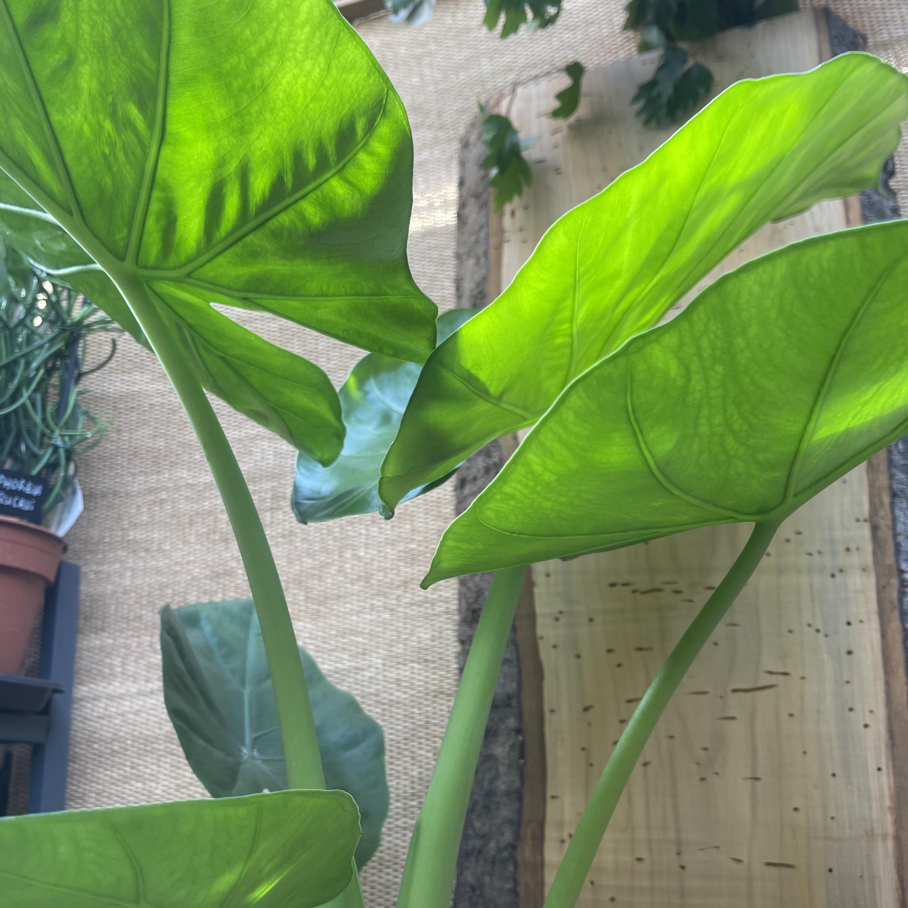 Alocasia Calidora - Elephant Ear