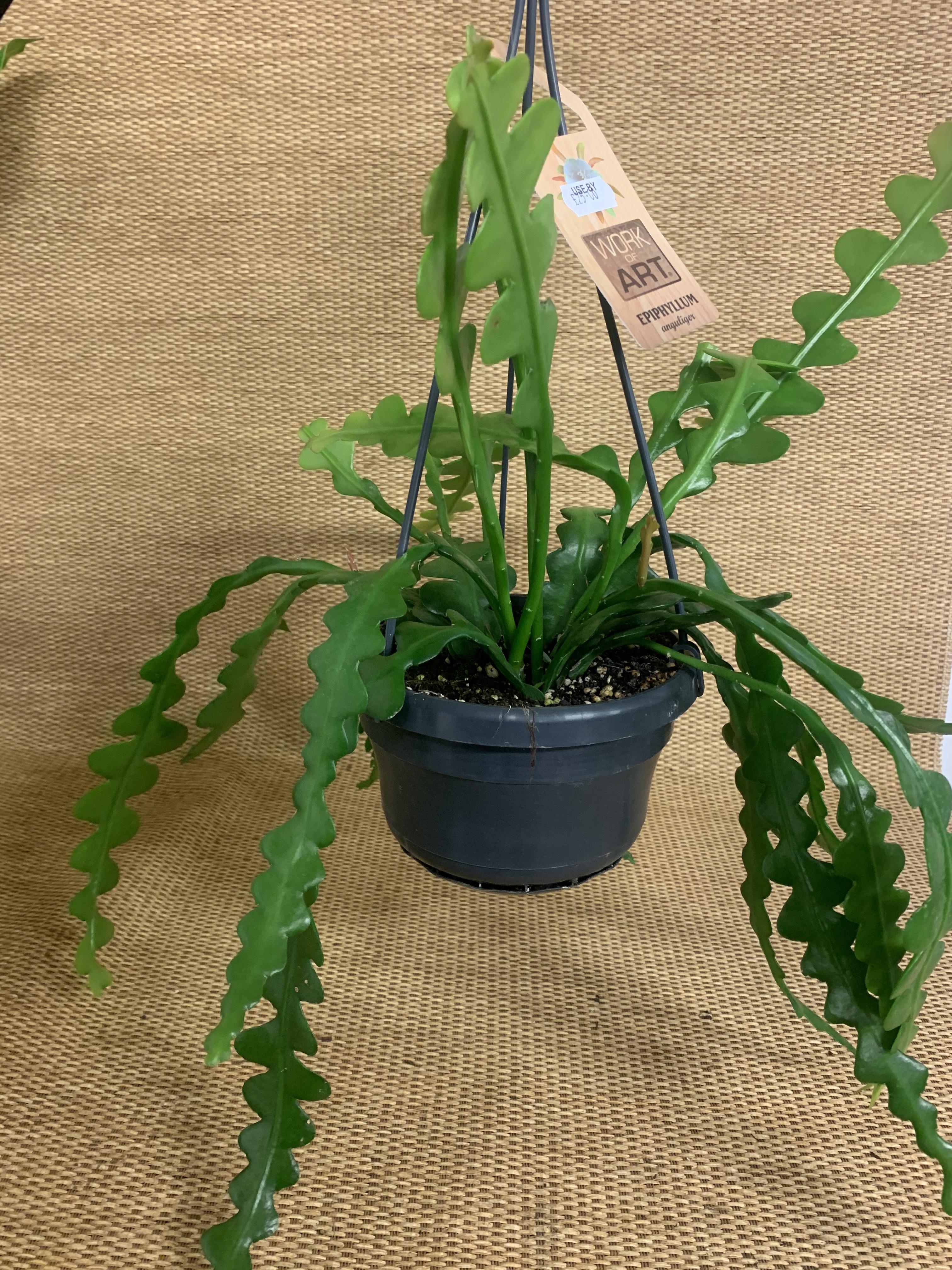 Epiphyllum Anguliger Zig Zag Cactus