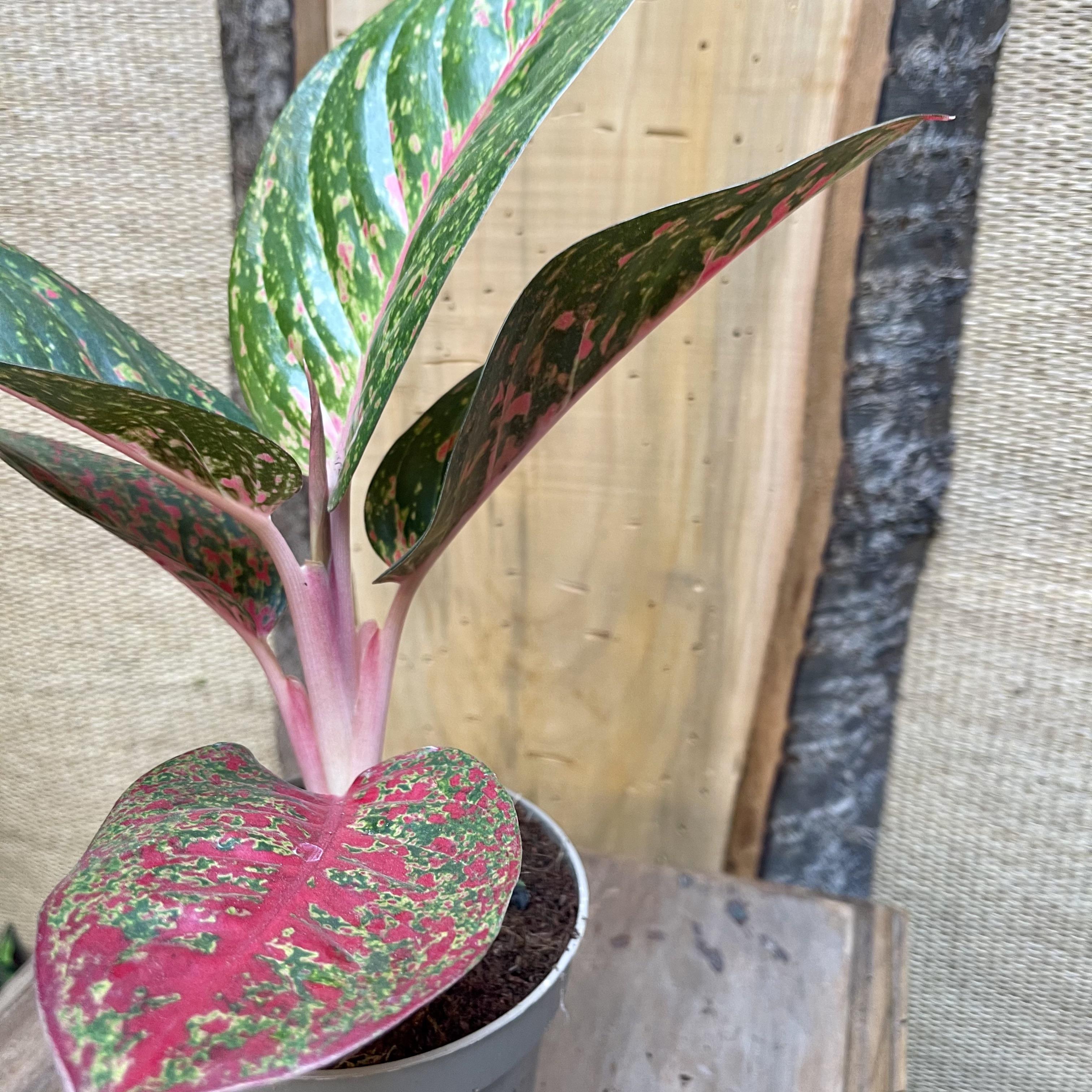 Aglaonema prestige, Chinese evergreen 1 left in stock