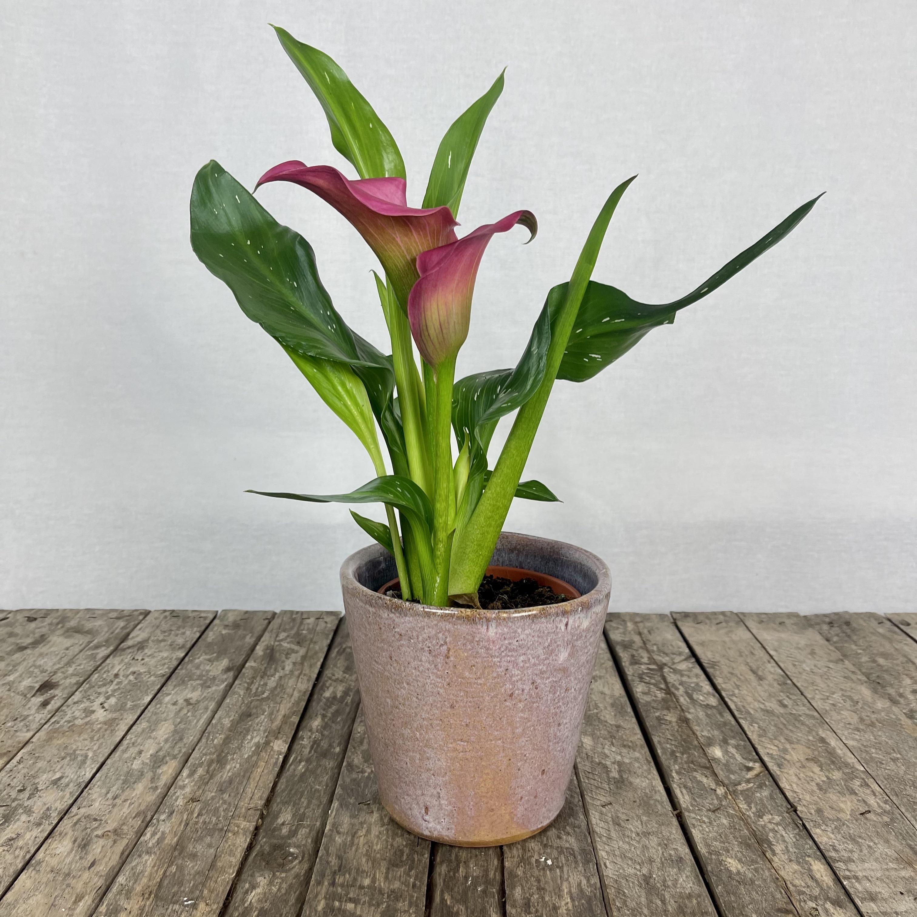 Calla lily zantedeschia