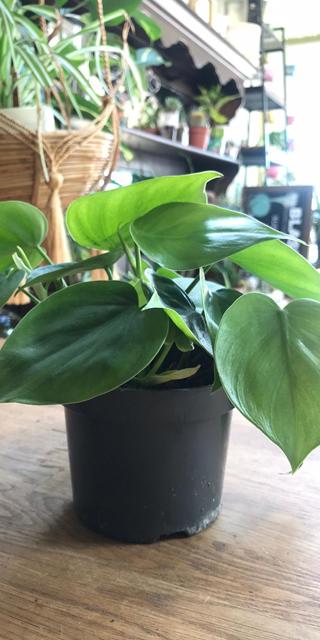 Philodendron scandens - Sweetheart Plant