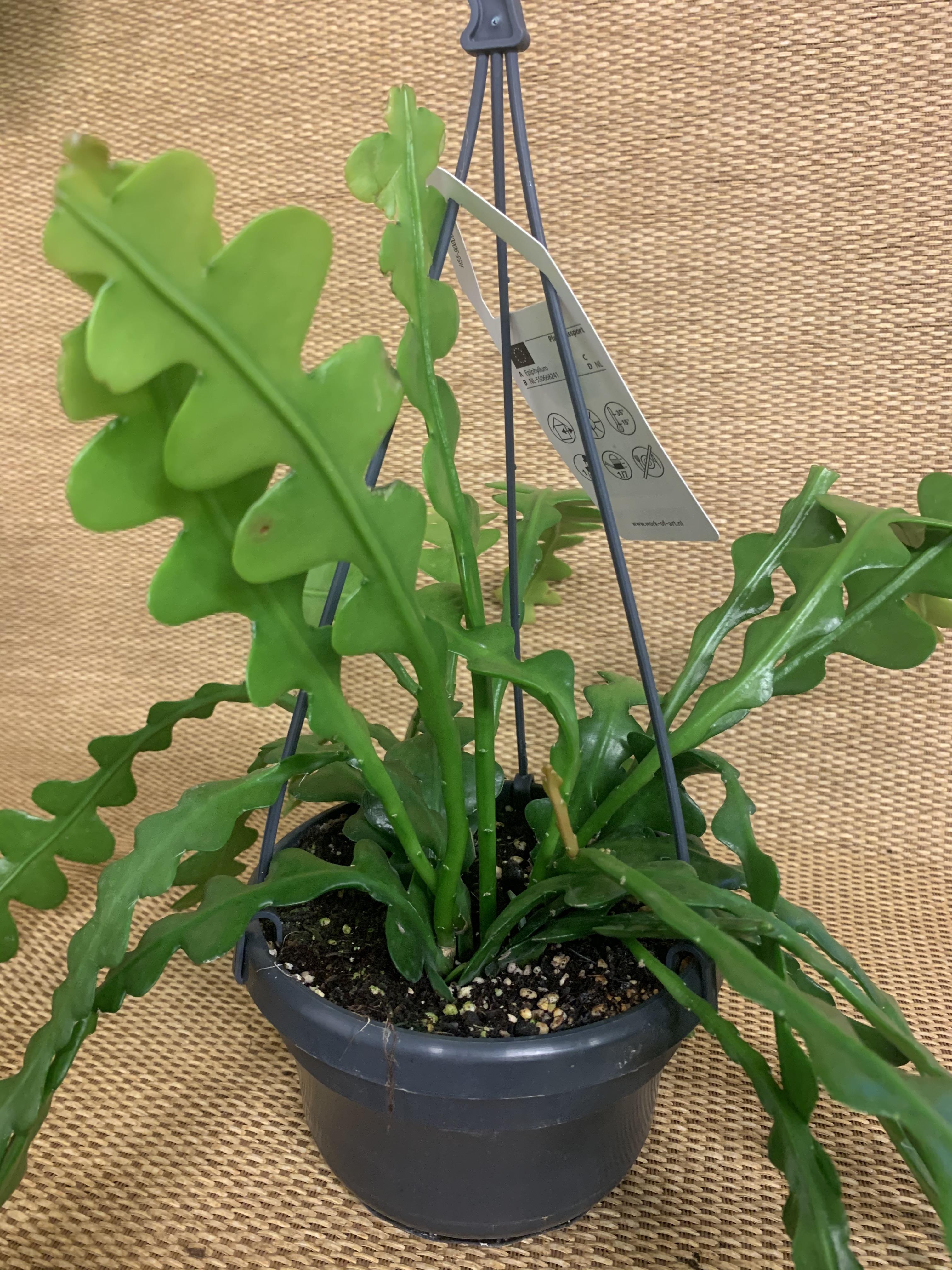 rooting zigzag plant