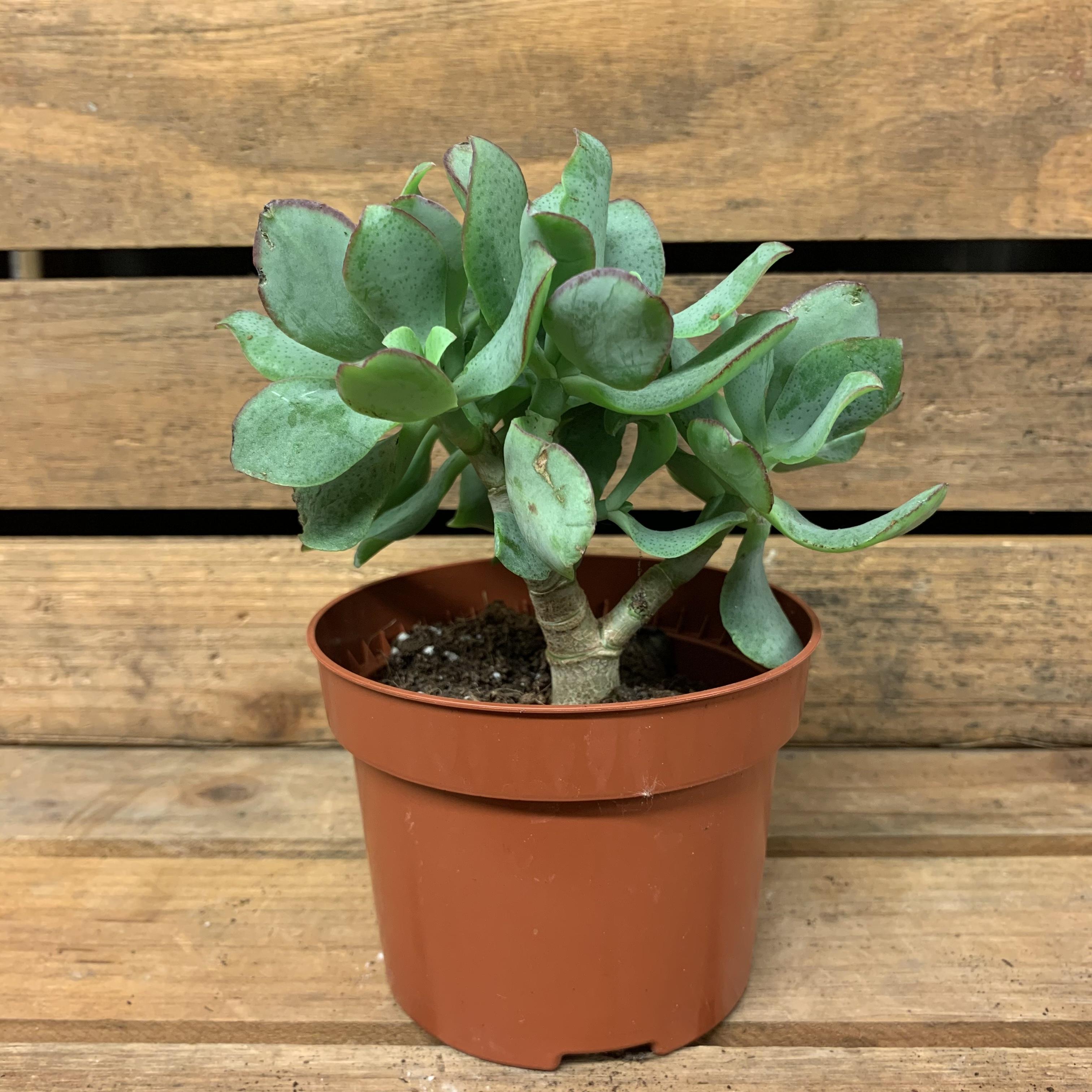 Crassula ovata Undulata - Curly Jade Plant