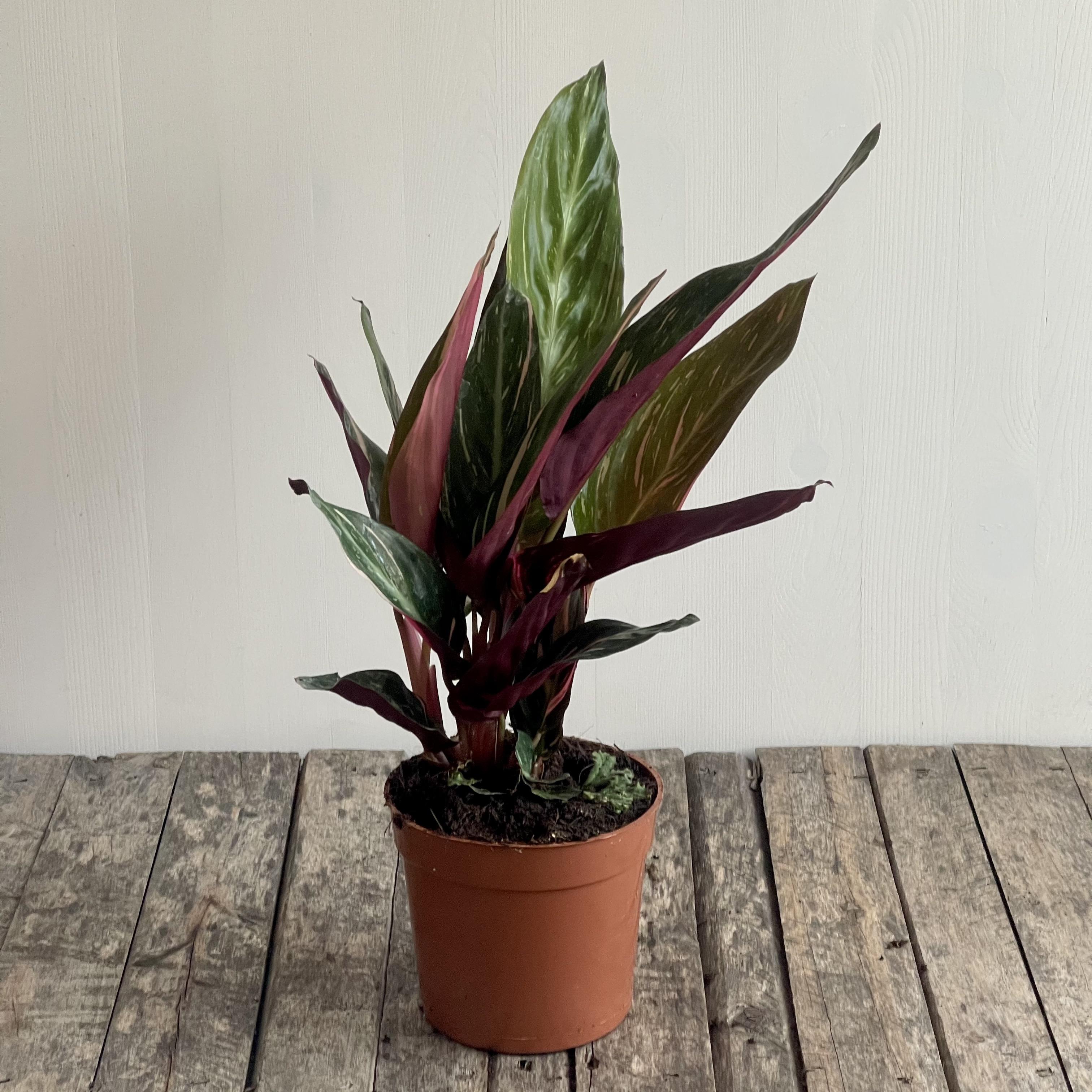 Calathea Stromanthe Triostar