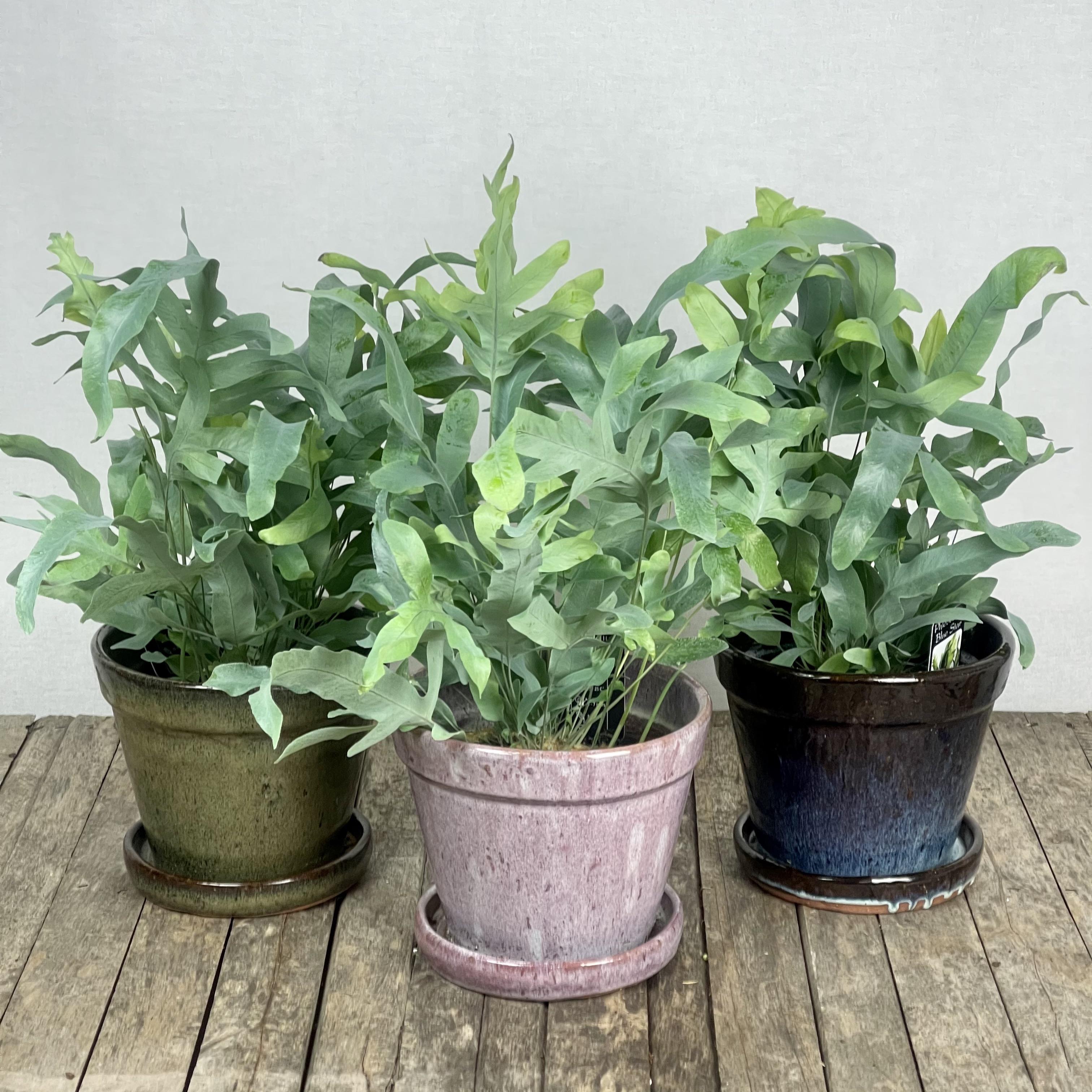 Phlebodium aureum, blue star fern