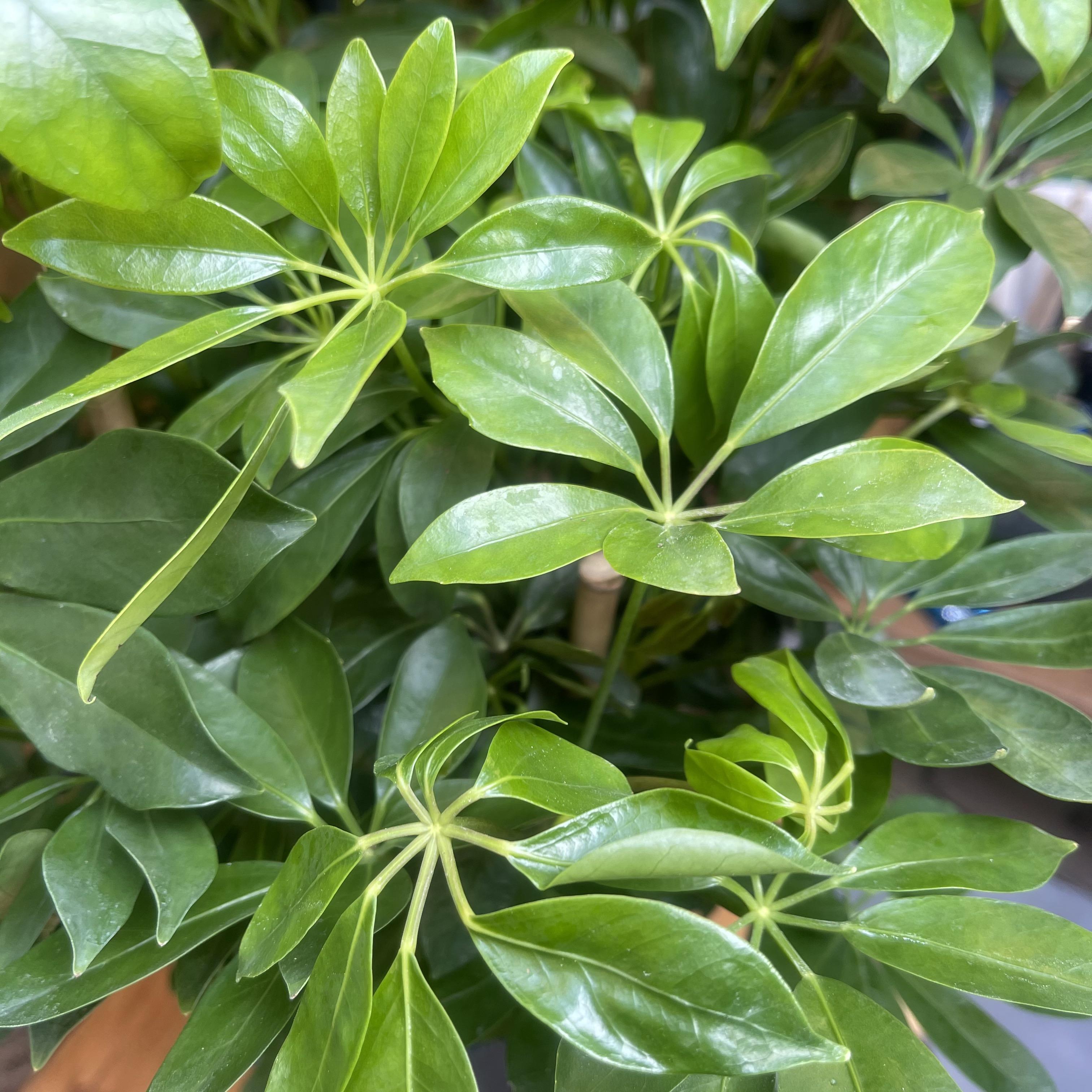 Schefflera Arboricola Nora - Umbrella Plant