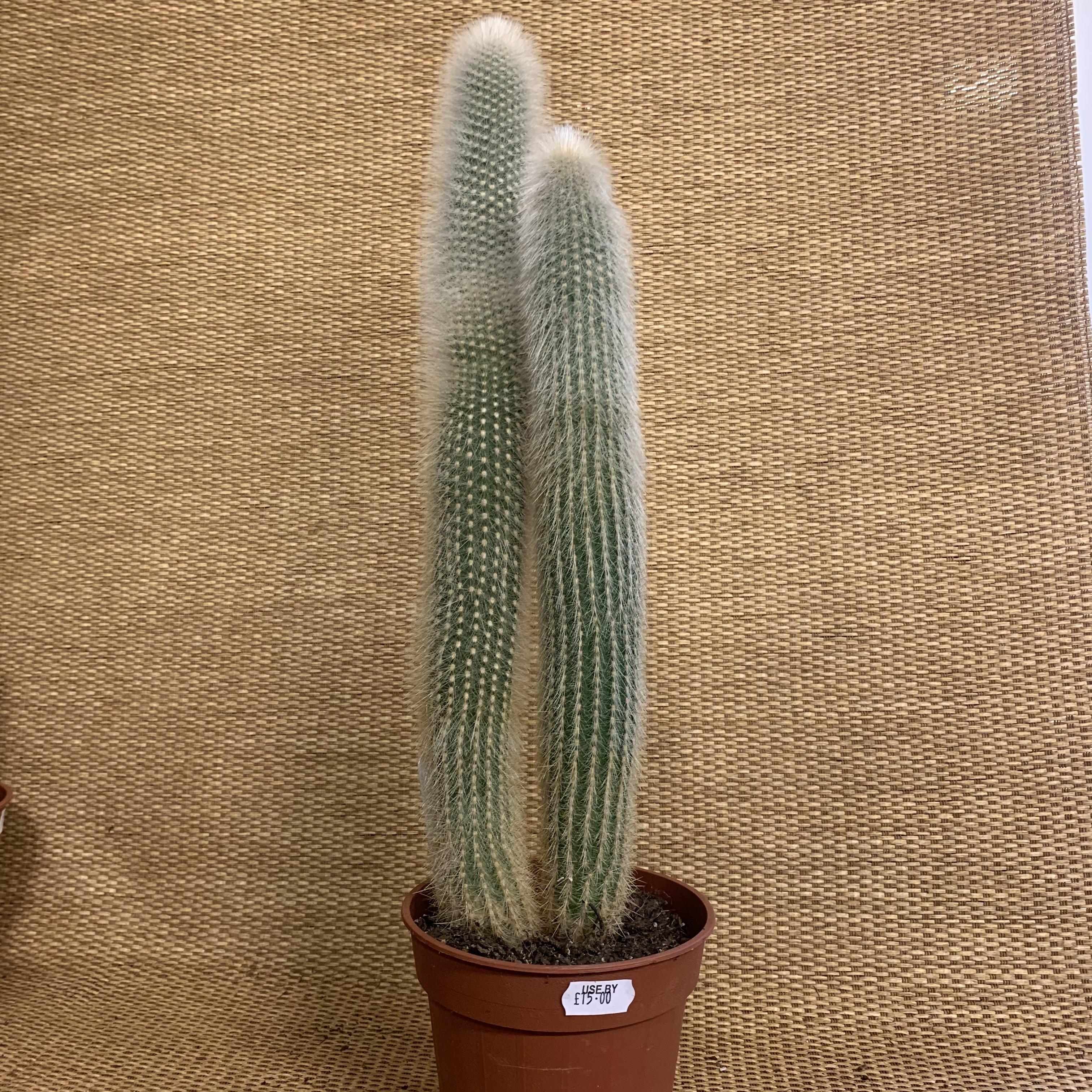 Cleistocactus Strausii