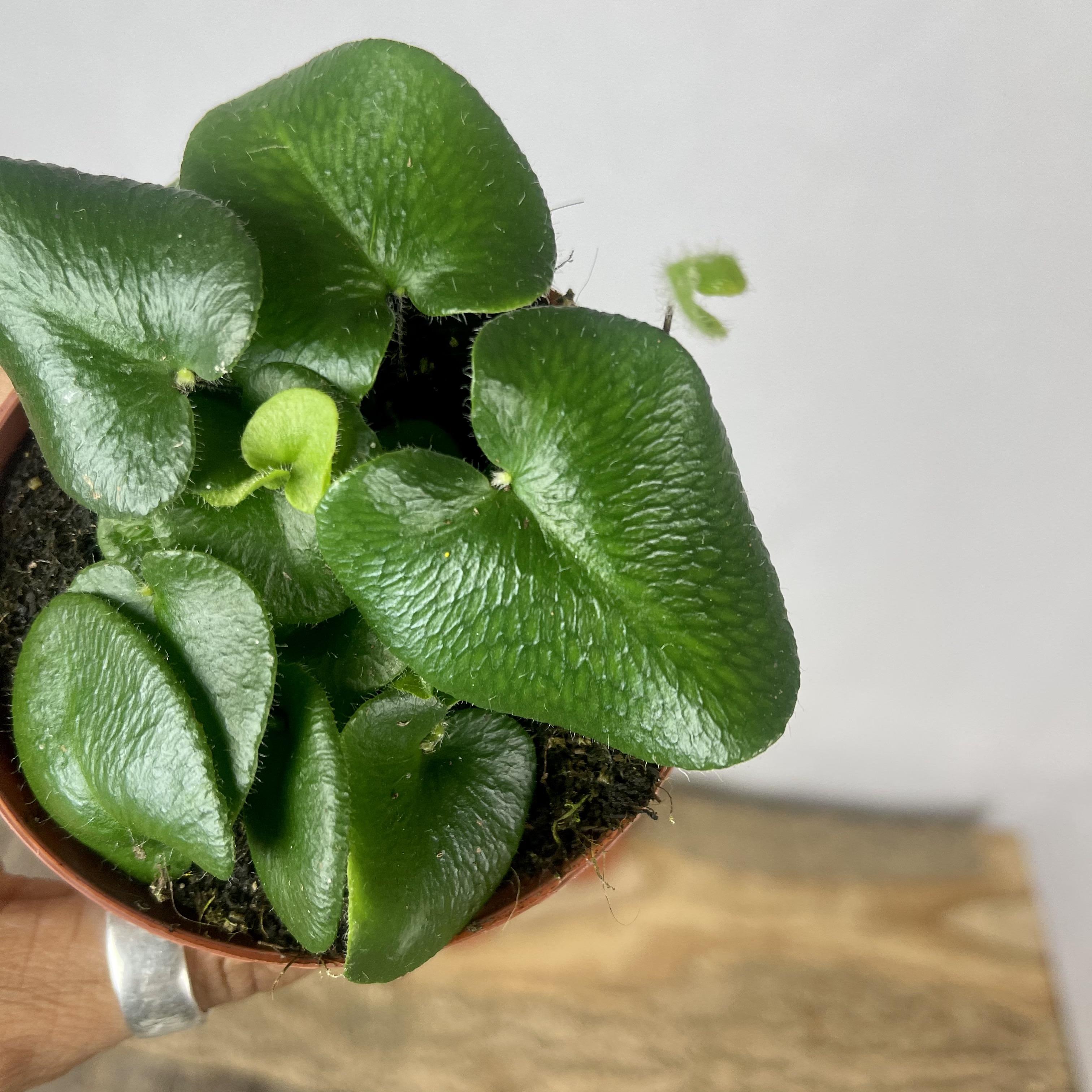 Hemionitis arifolia, heart leaf fern