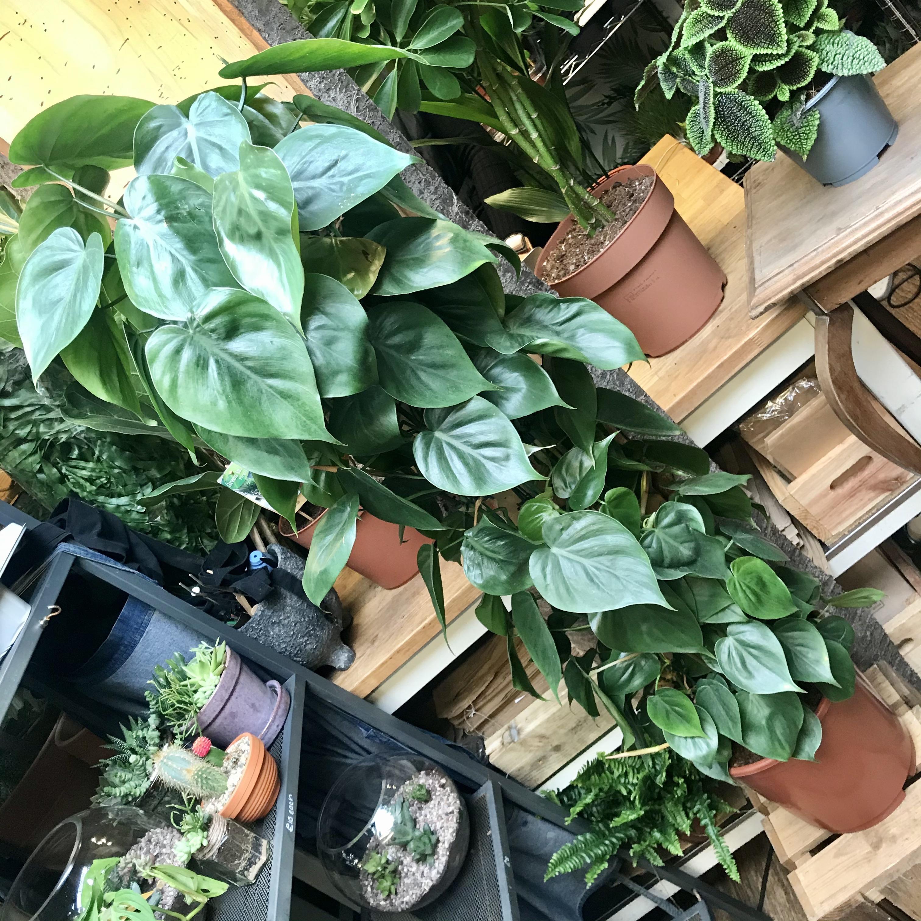 Philodendron Scandens