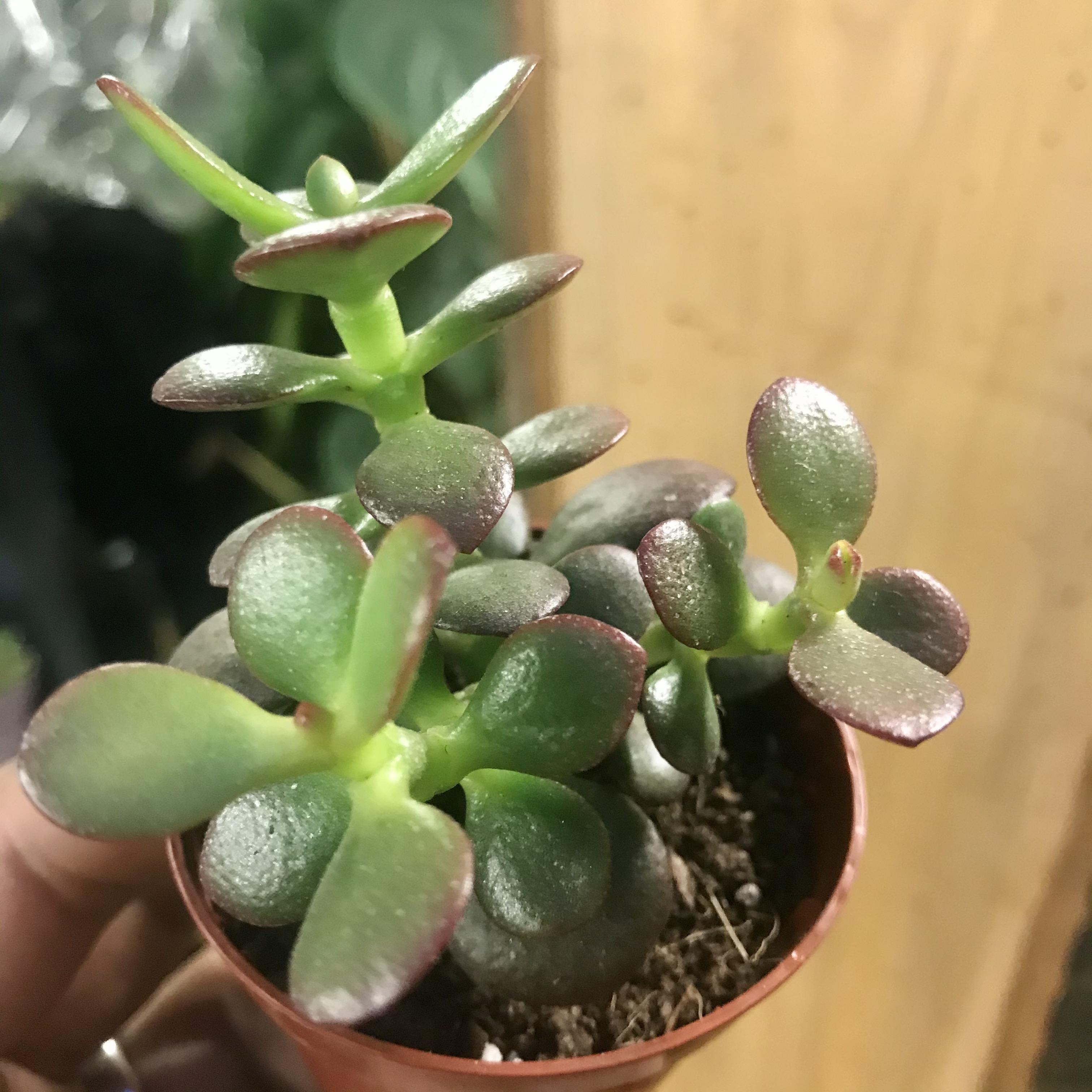 Crassula Ovata 'compacta'