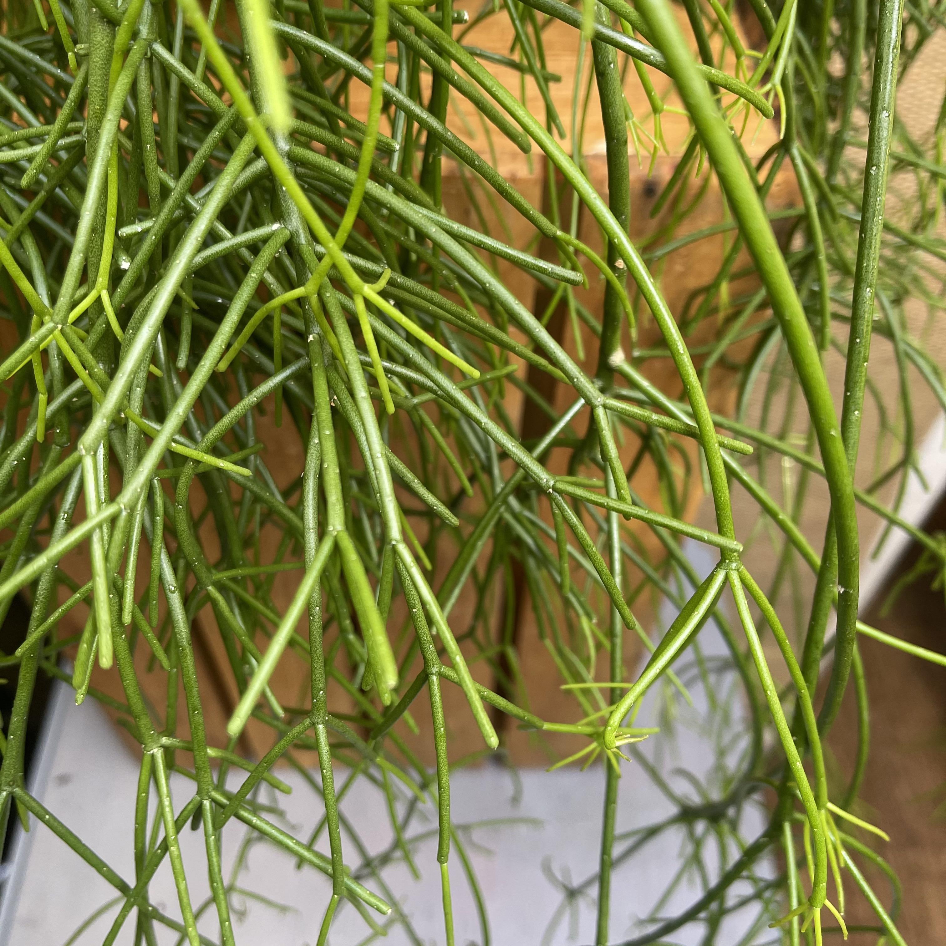Rhipsalis Baccifera Oasis Mistletoe cactus