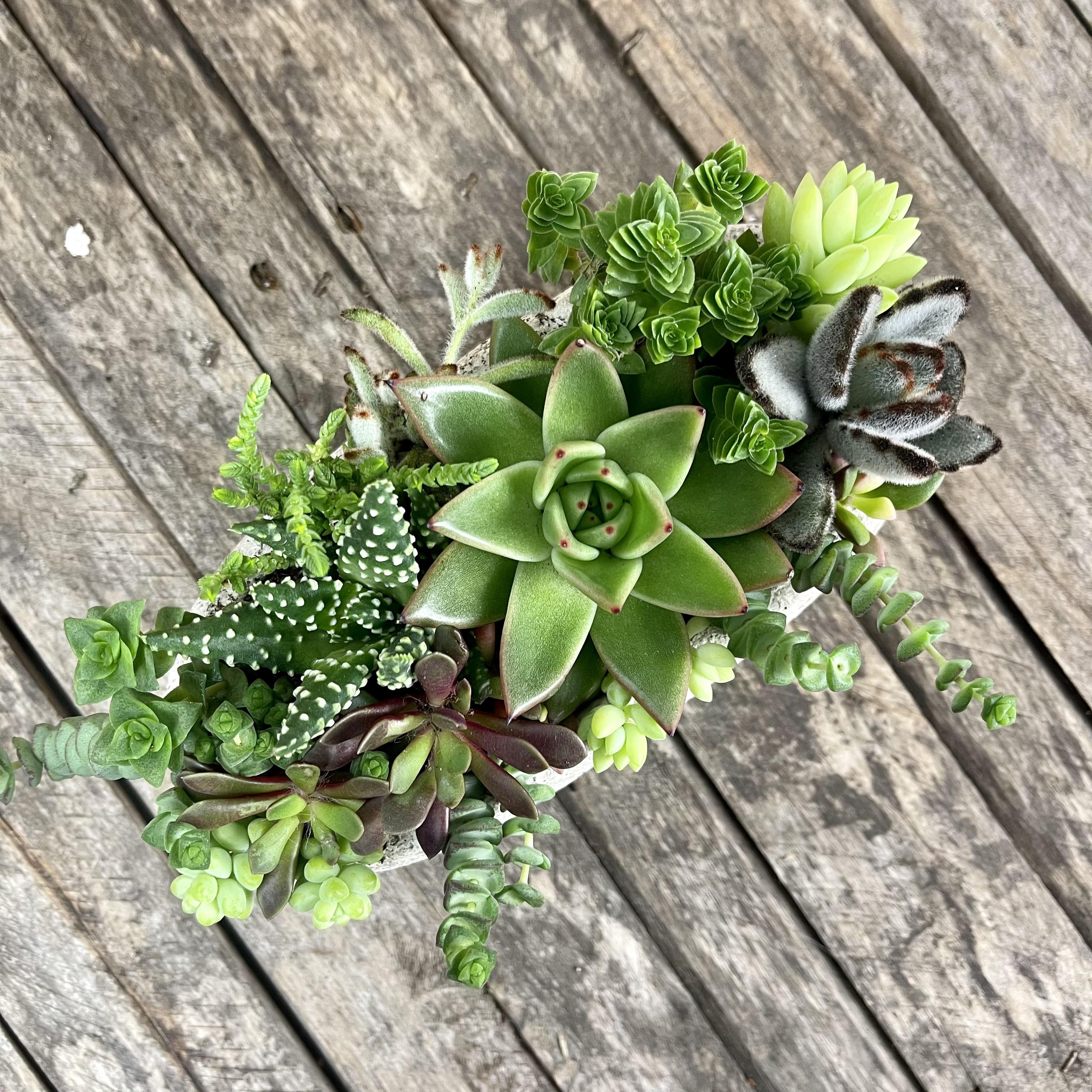 Succulent arrangement, textured trough