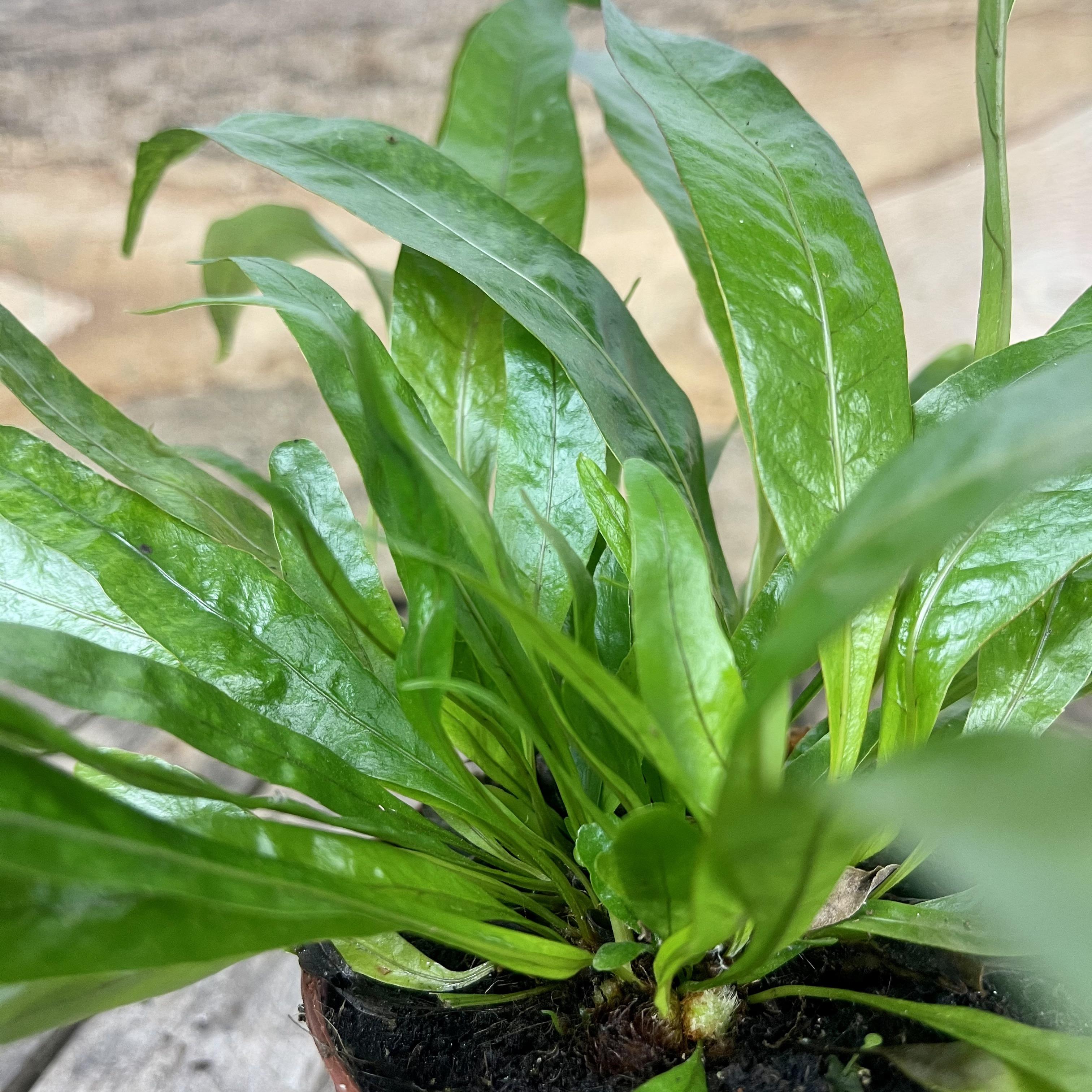 Fern microsorum diversifolium