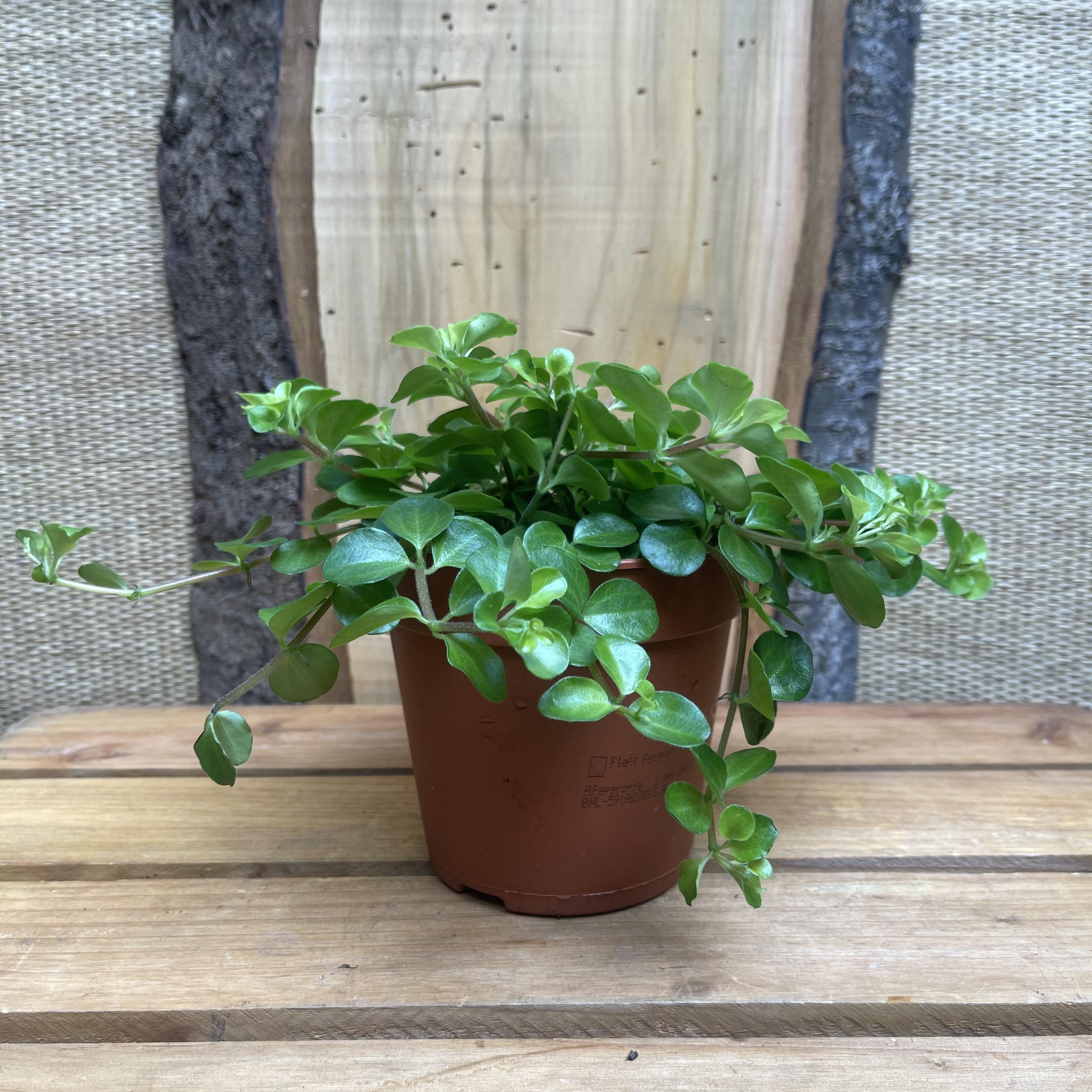 Peperomia Rotundifolia Trailing Jade Plant Peperomia Rotundifolia Trailing Jade Plant