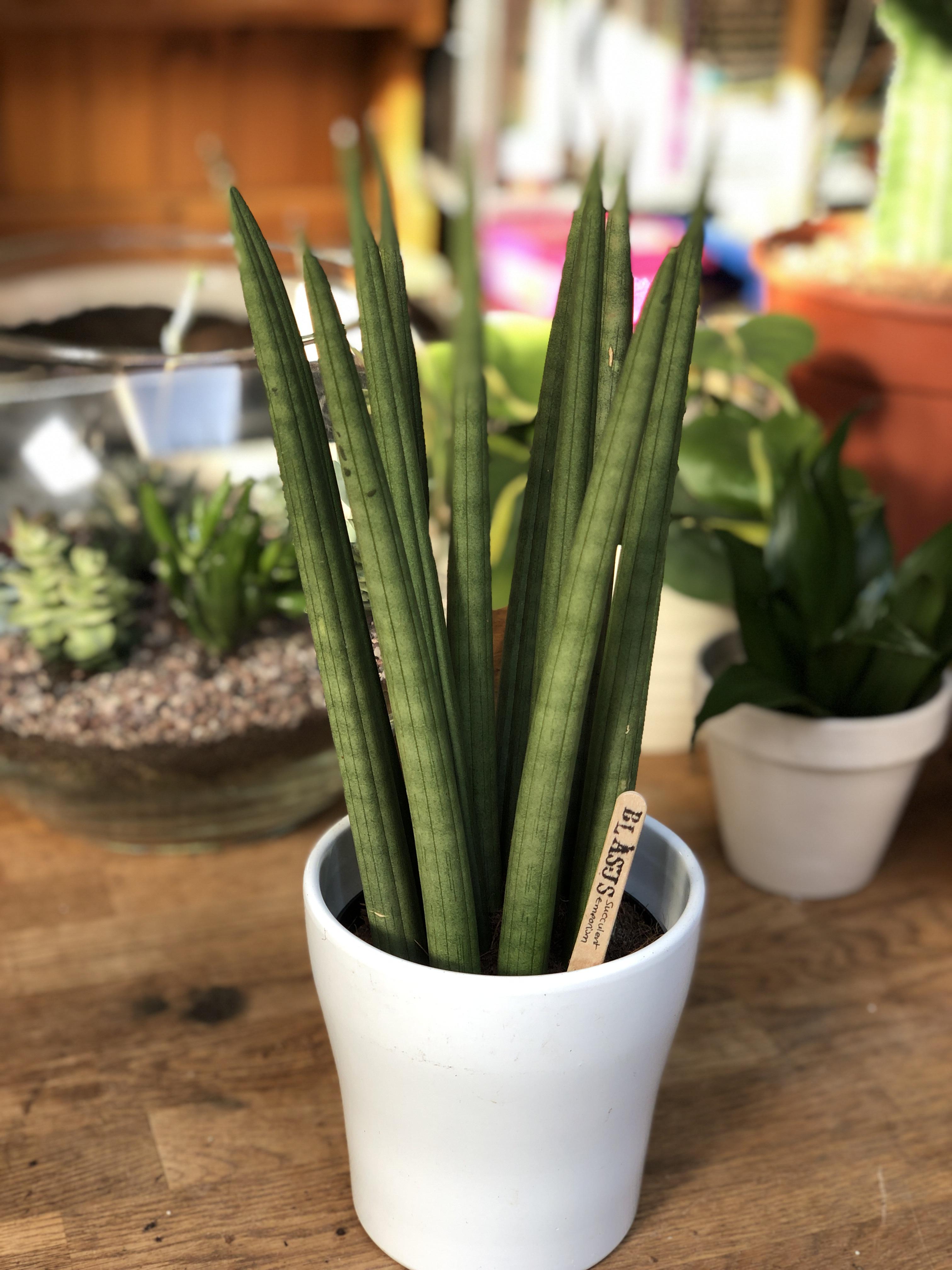 Cylindrical snake plant information