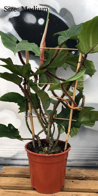 ovata jade plant Crassula ovata Minima CraovaMin Dwarf Jade Plant, Dwarf Jade Tree, Min   awesomeplants