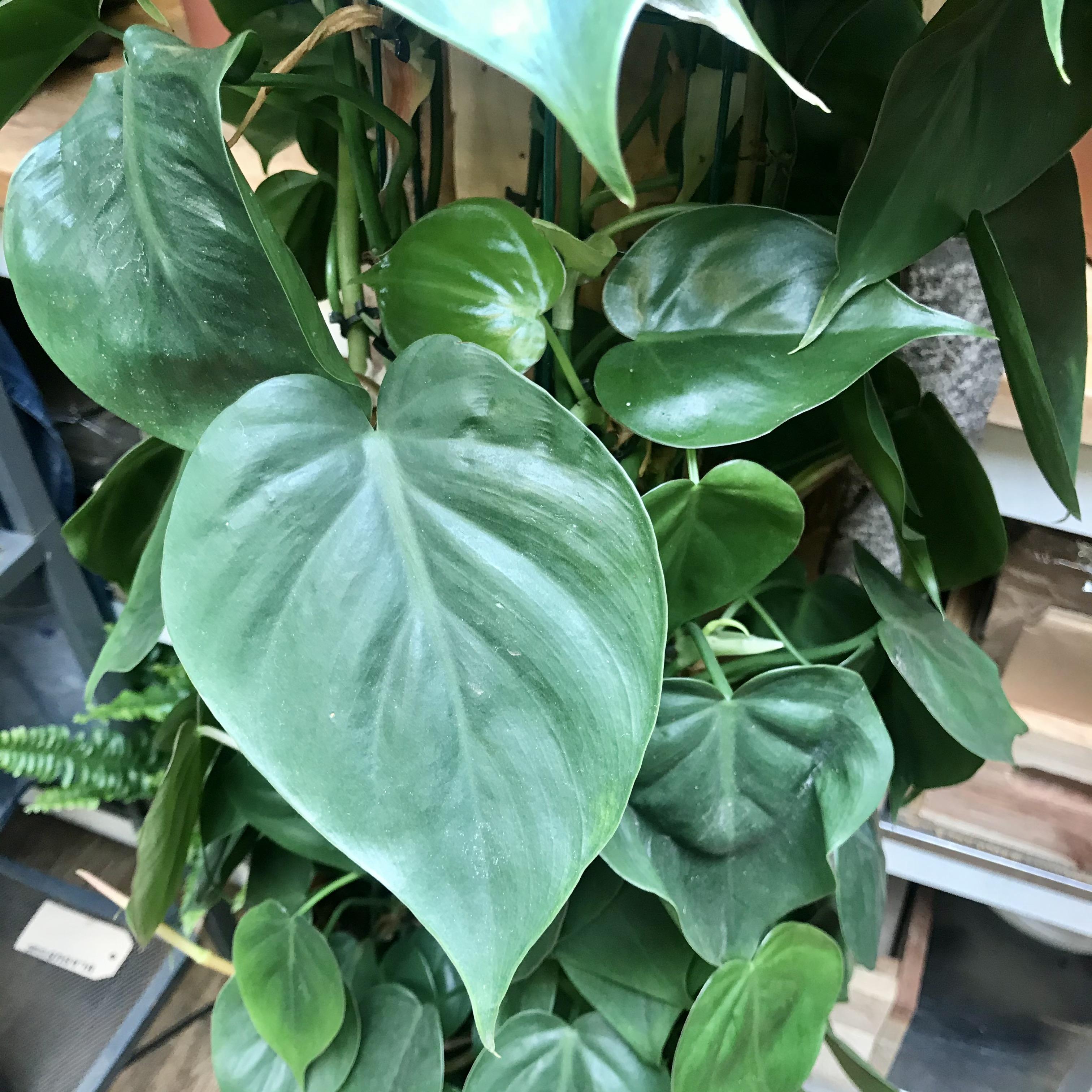 Philodendron Scandens