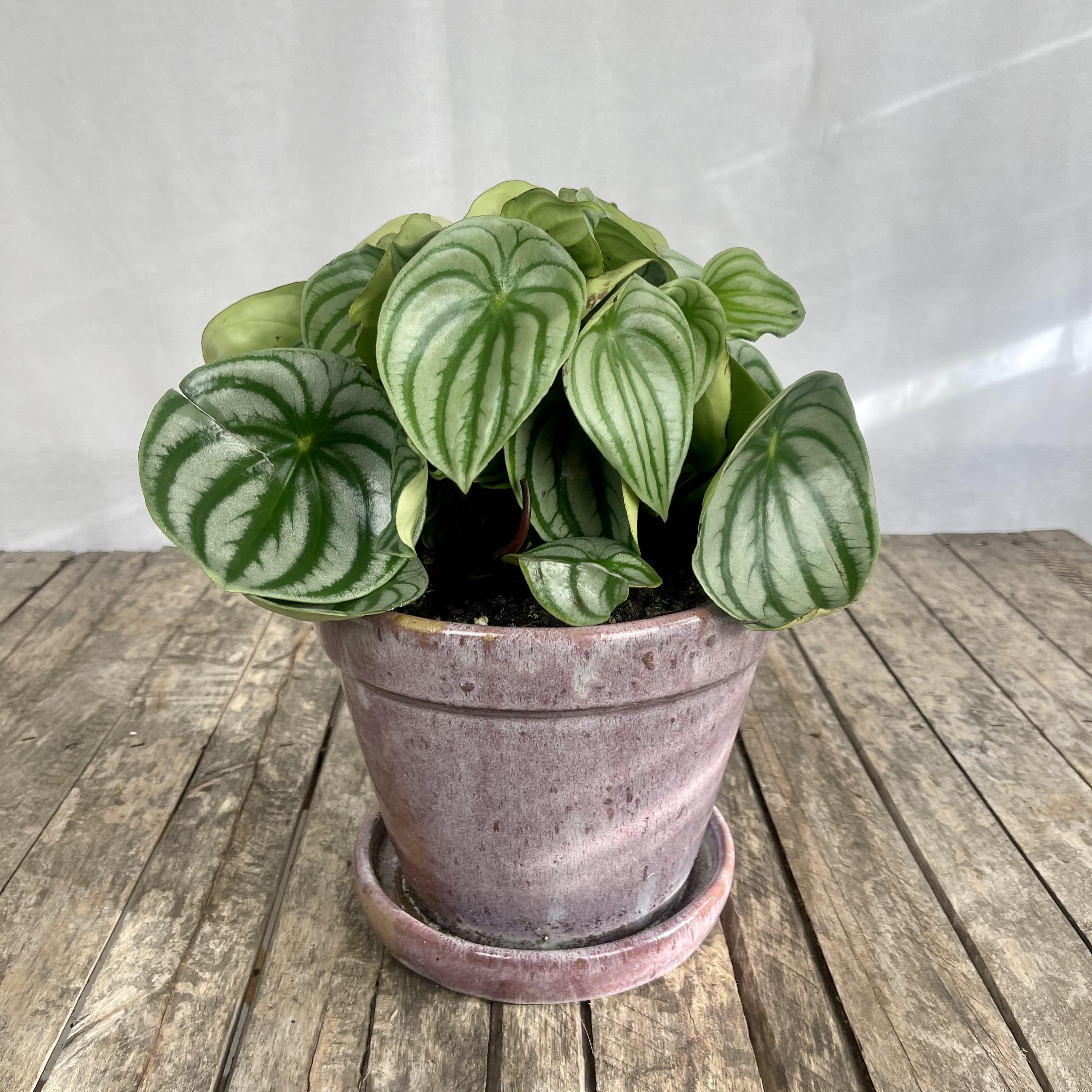 Watermelon Peperomia For Sale