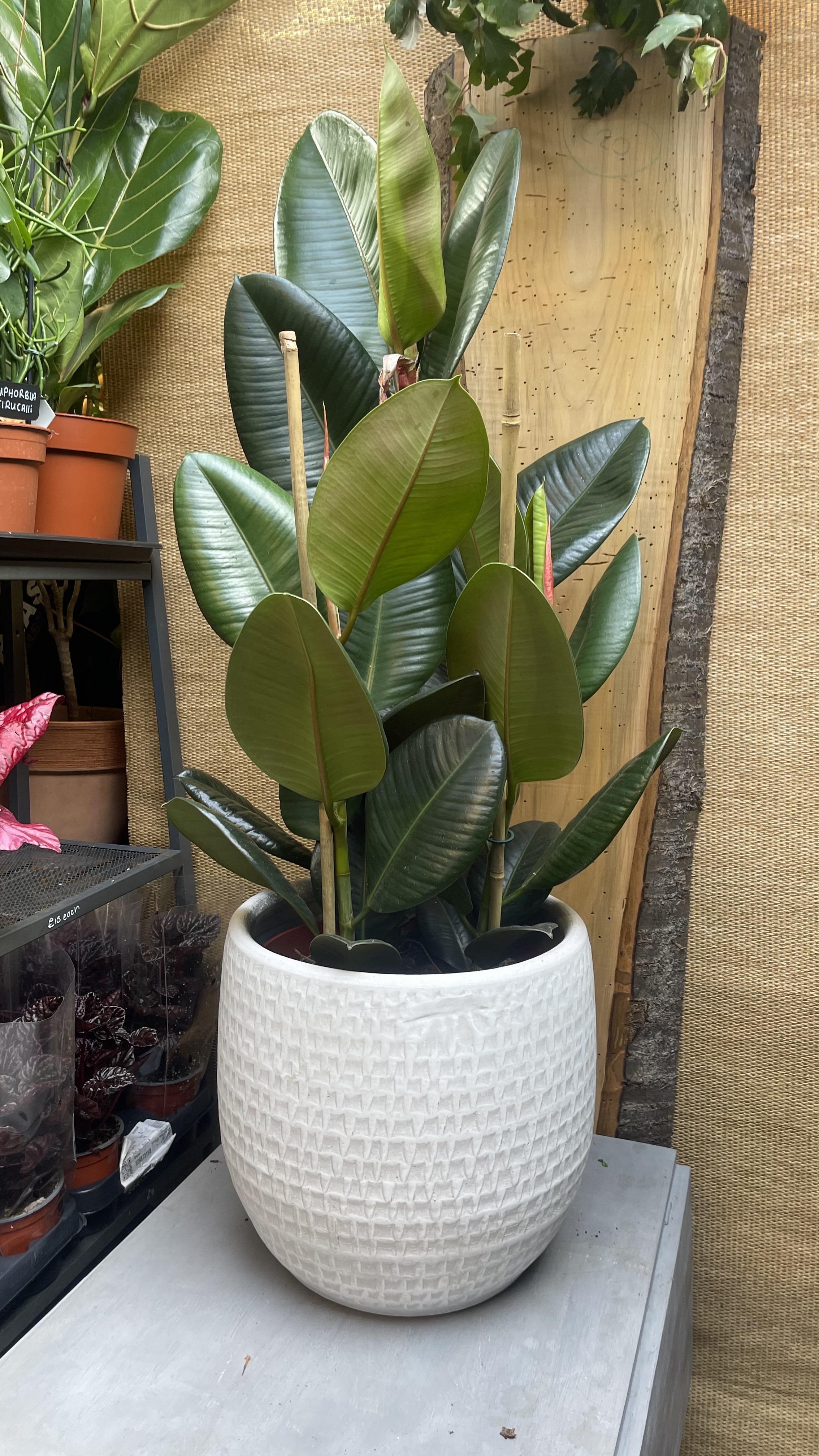 Ficus Elastica Robusta Rubber Plant