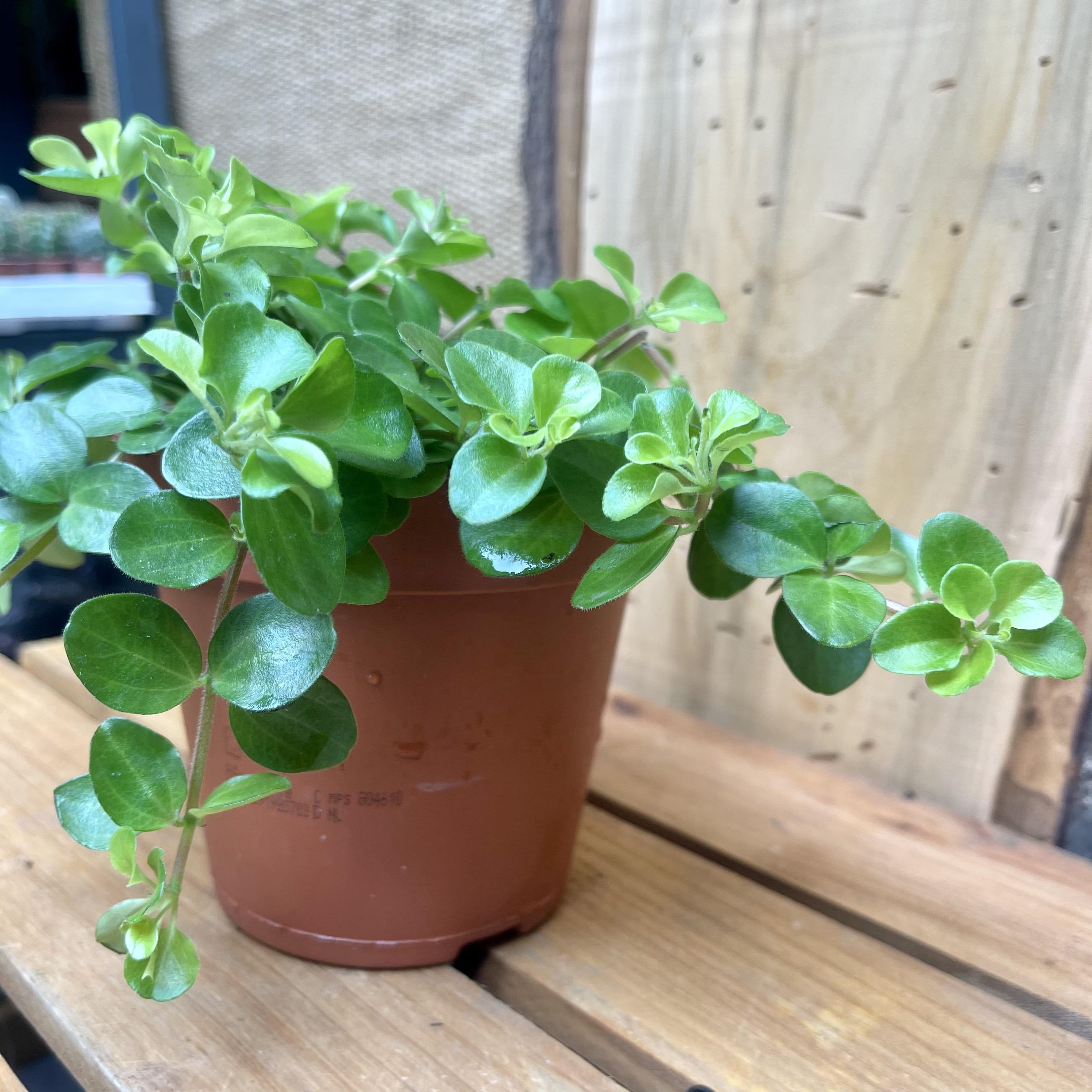 Peperomia Rotundifolia Trailing Jade Plant Peperomia Rotundifolia Trailing Jade Plant