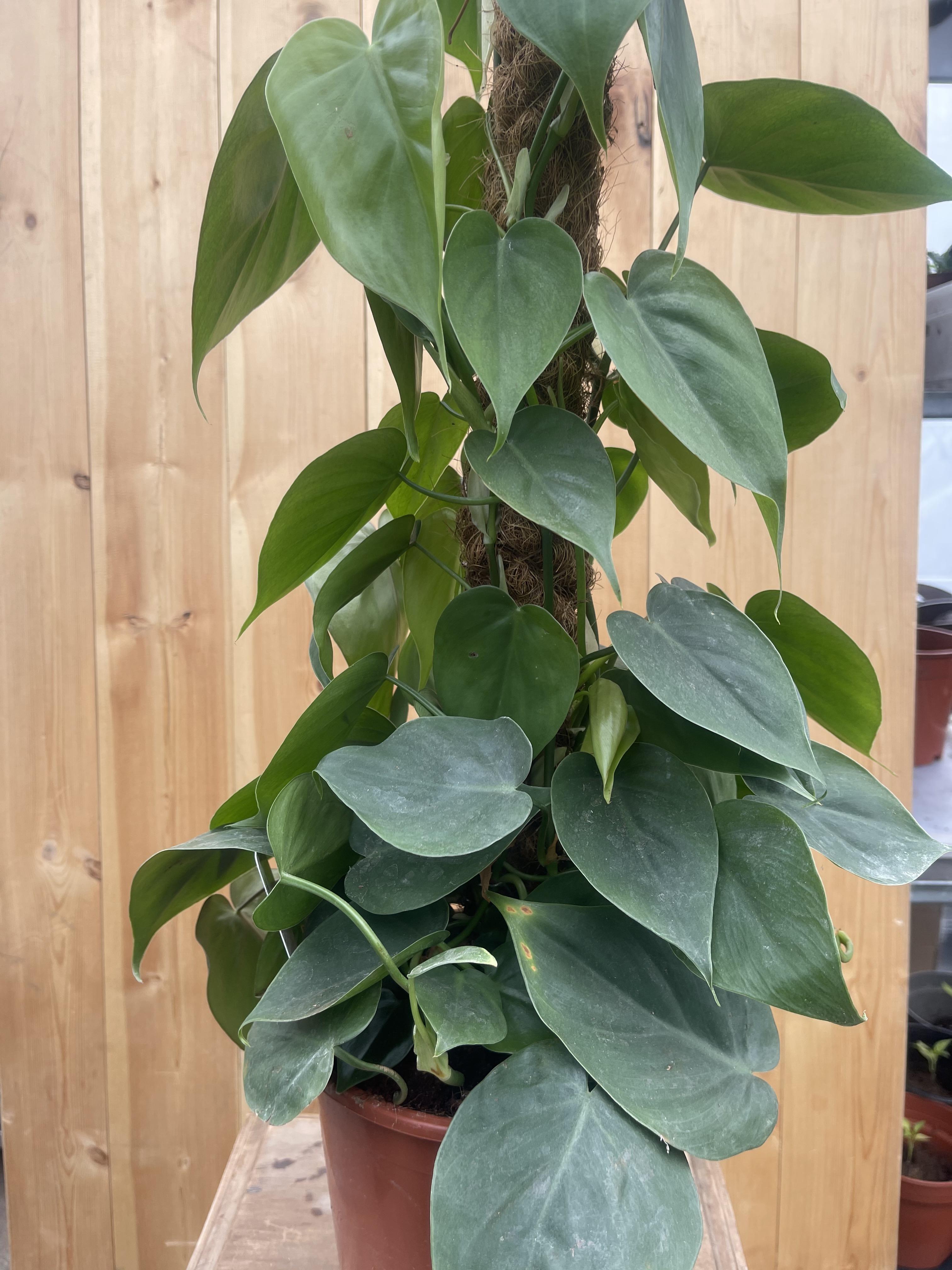 Philodendron scandens - Sweetheart Plant