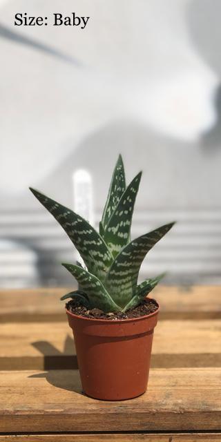 aloe vera pfirsich OKF Aloe Vera King Getränk Pfirsich 500ml inkl. 0,25€ Einwegpfand günstig  online kaufen main image 0
