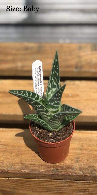 Aloe Variegata (Gonialoe variegata) - Tiger Aloe