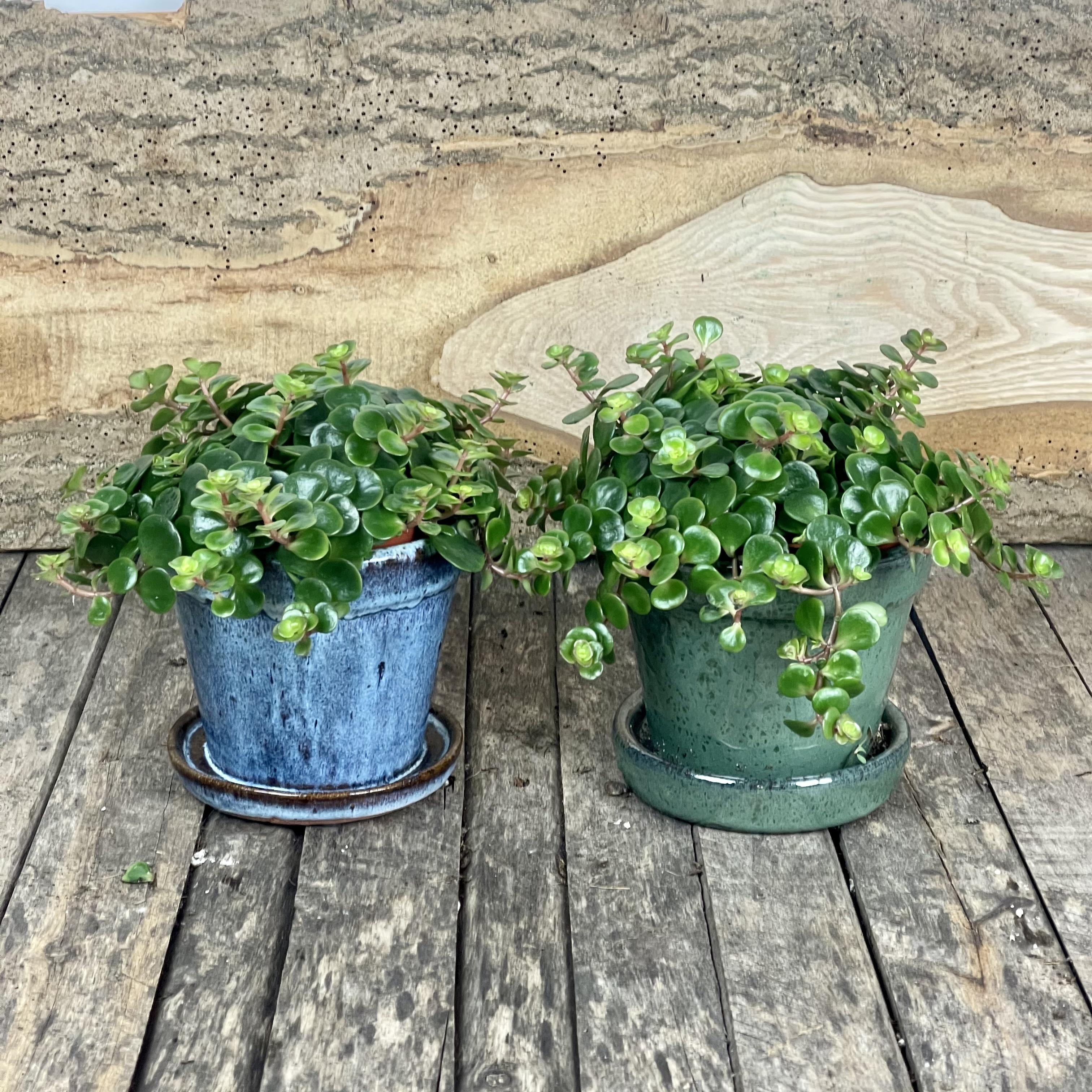 curly spider plant Curly Spider Plant 'Bonnie' for Sale