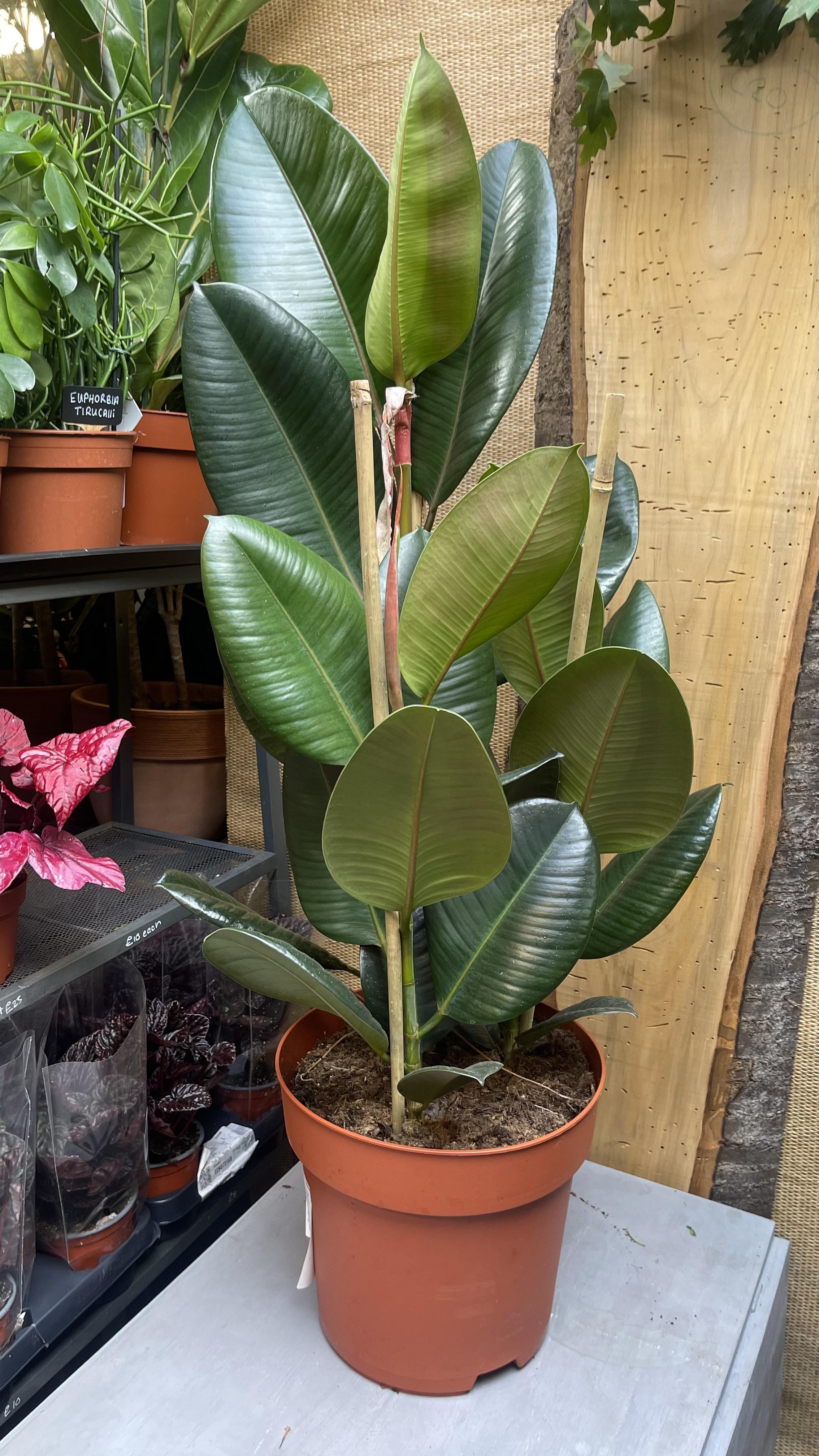 Rubber plant robusta Idea