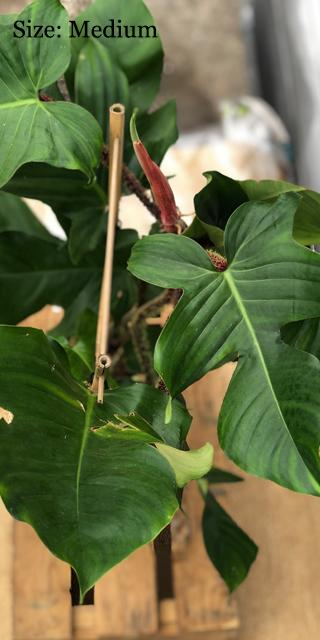Philodendron Squamiferum – Lost in the Forrest