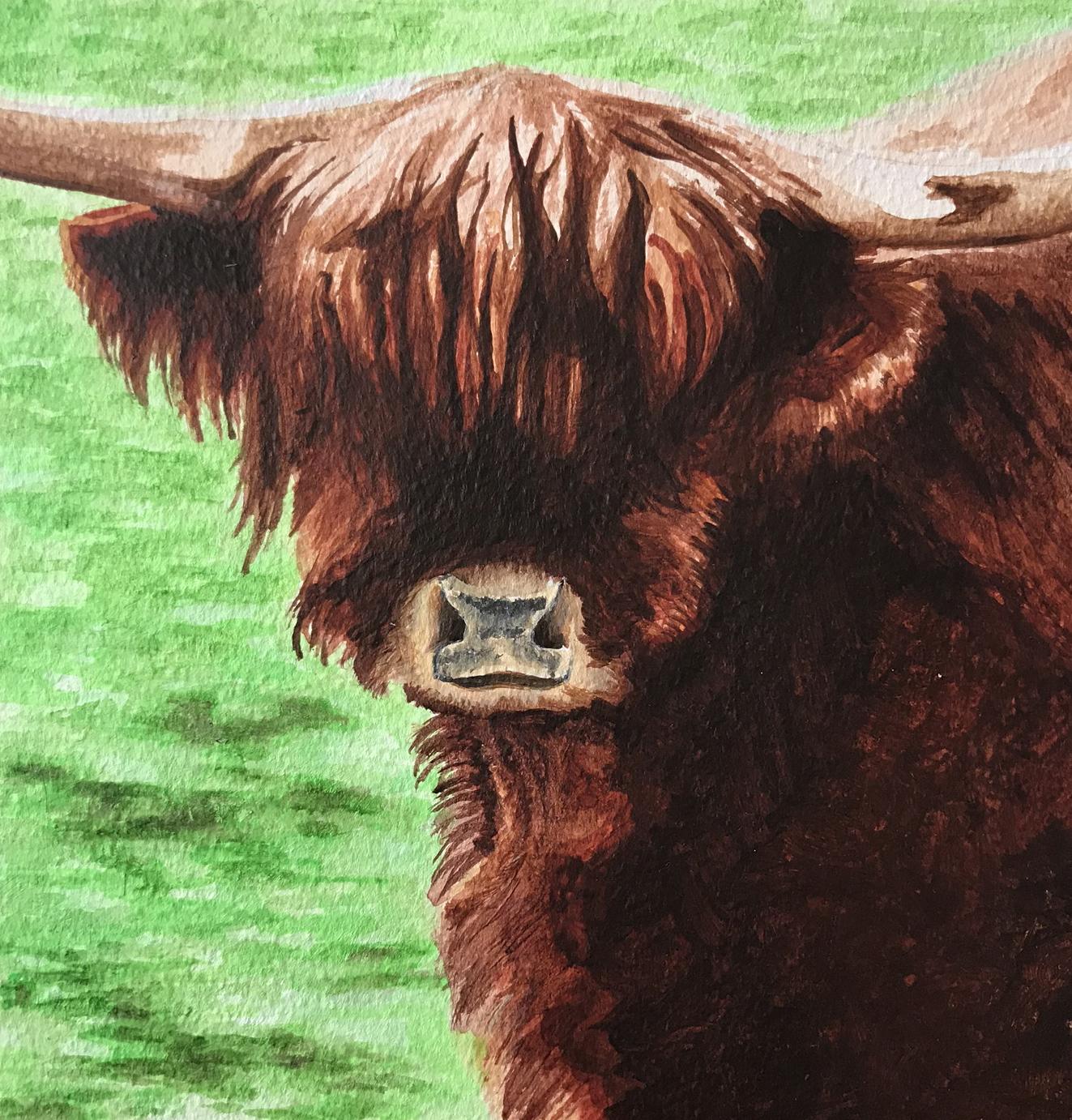 Highland Cow art print
