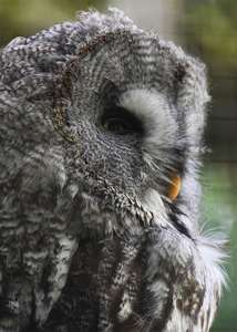 Grey owl photographic print