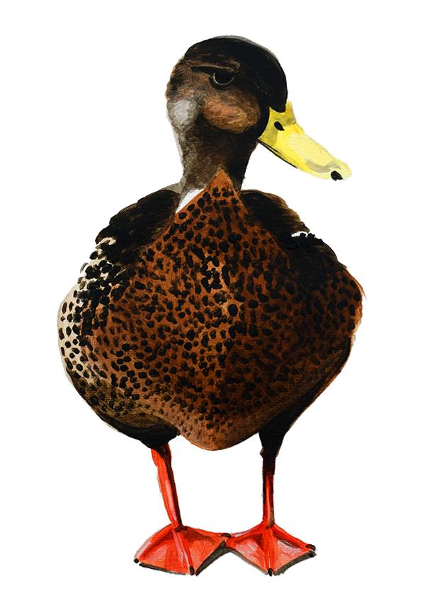 Mallard Duck acrylic illustration