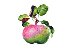 Apple art print
