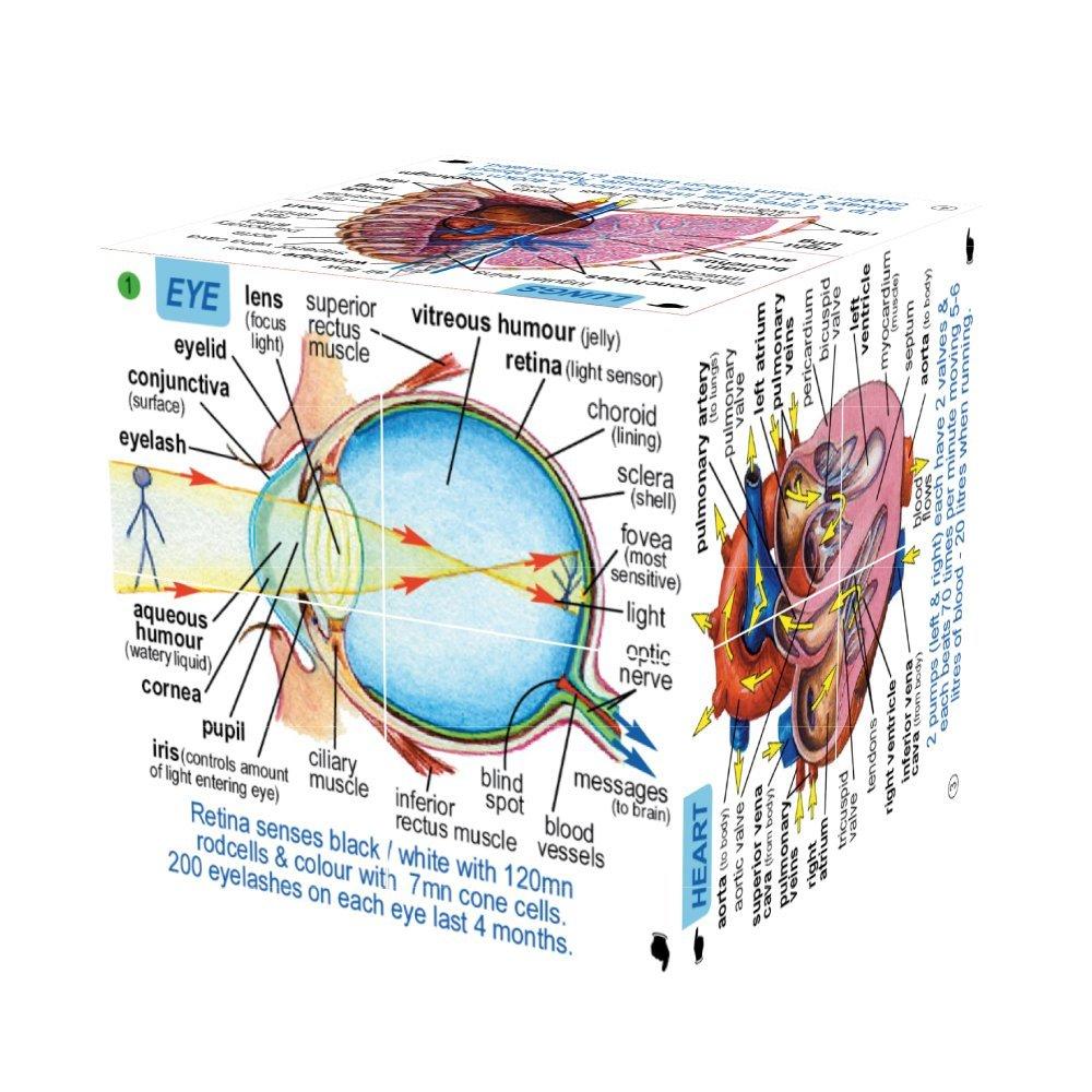 Cube that opens up and is filled with lots of facts about the human body on every side.