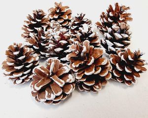 white snow tips austriaca christmas pine cones