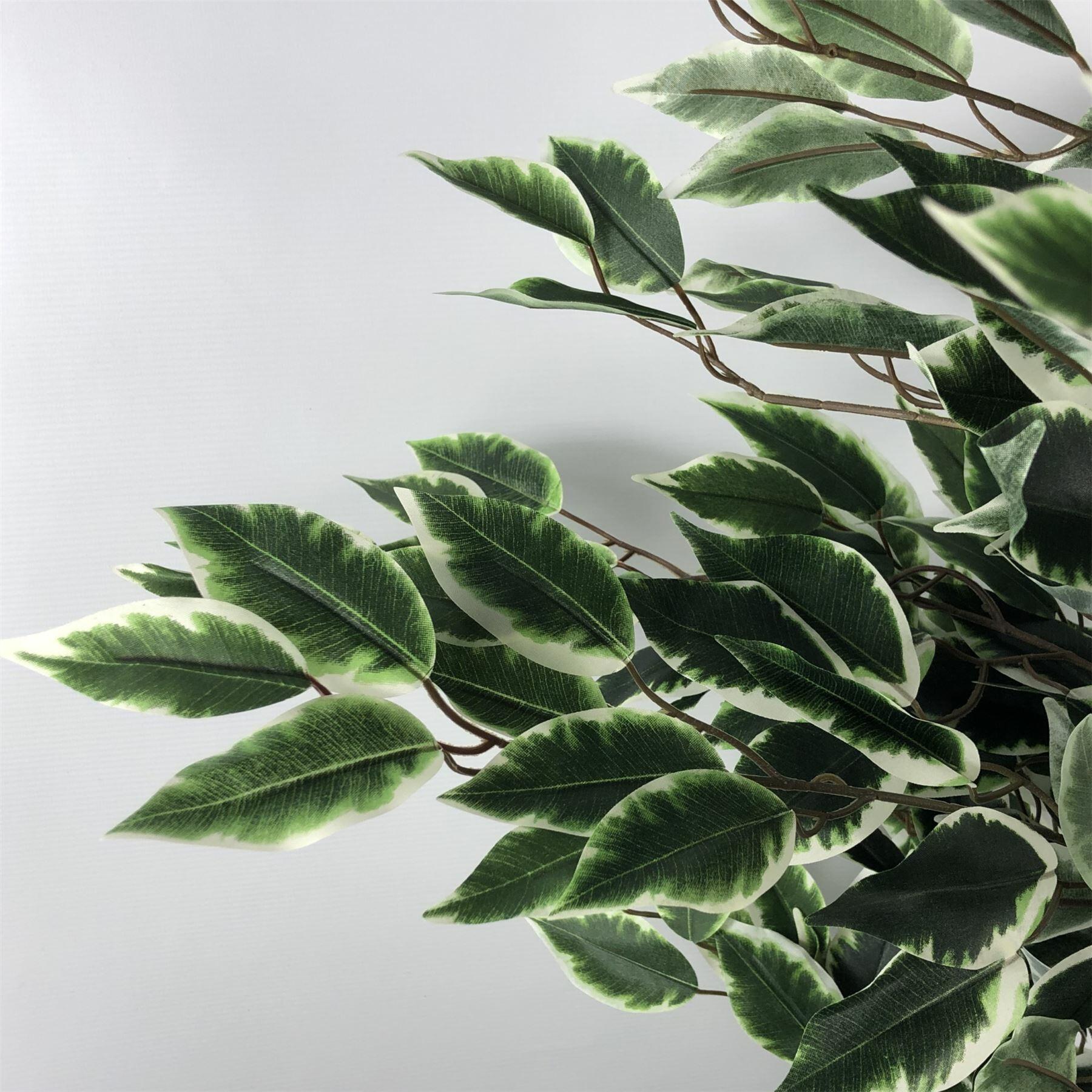 130cm tall variegated whitegreen bushy ficus tree view 5