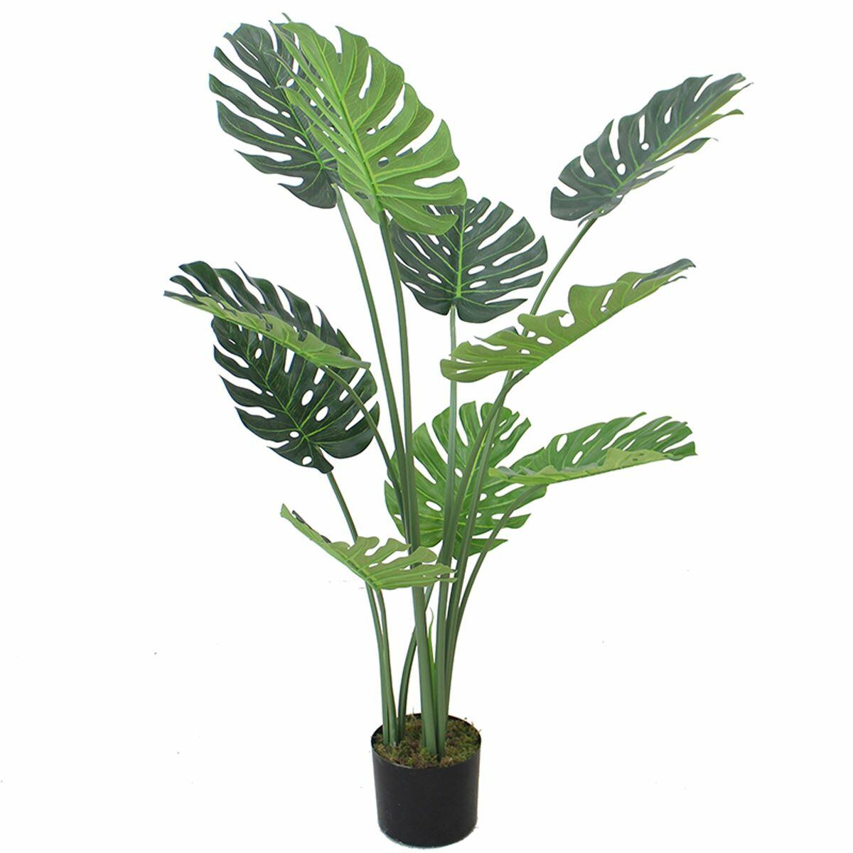 Luxury Monstera Plant