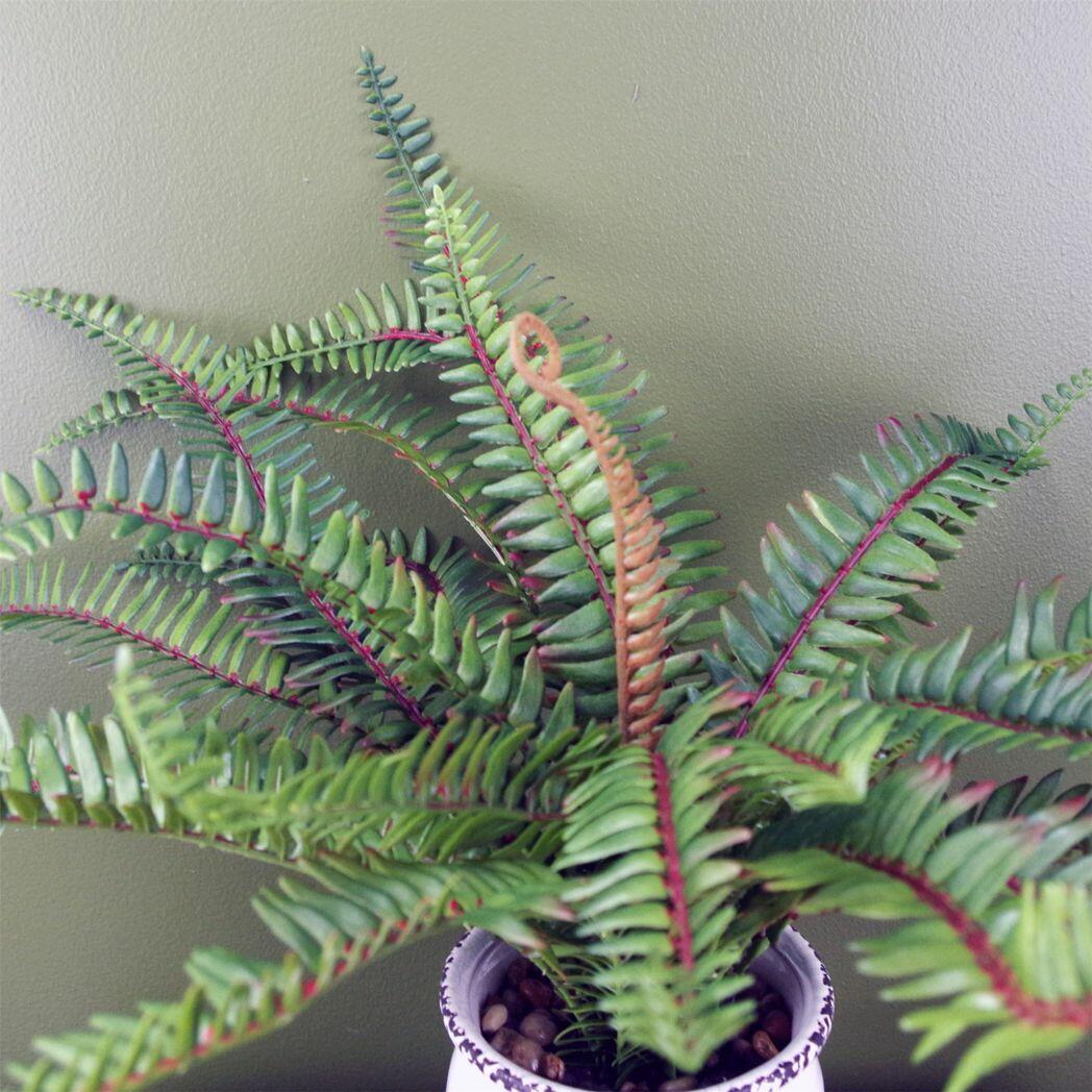 Artificial Bushy Fern Potted in Decorative Planter