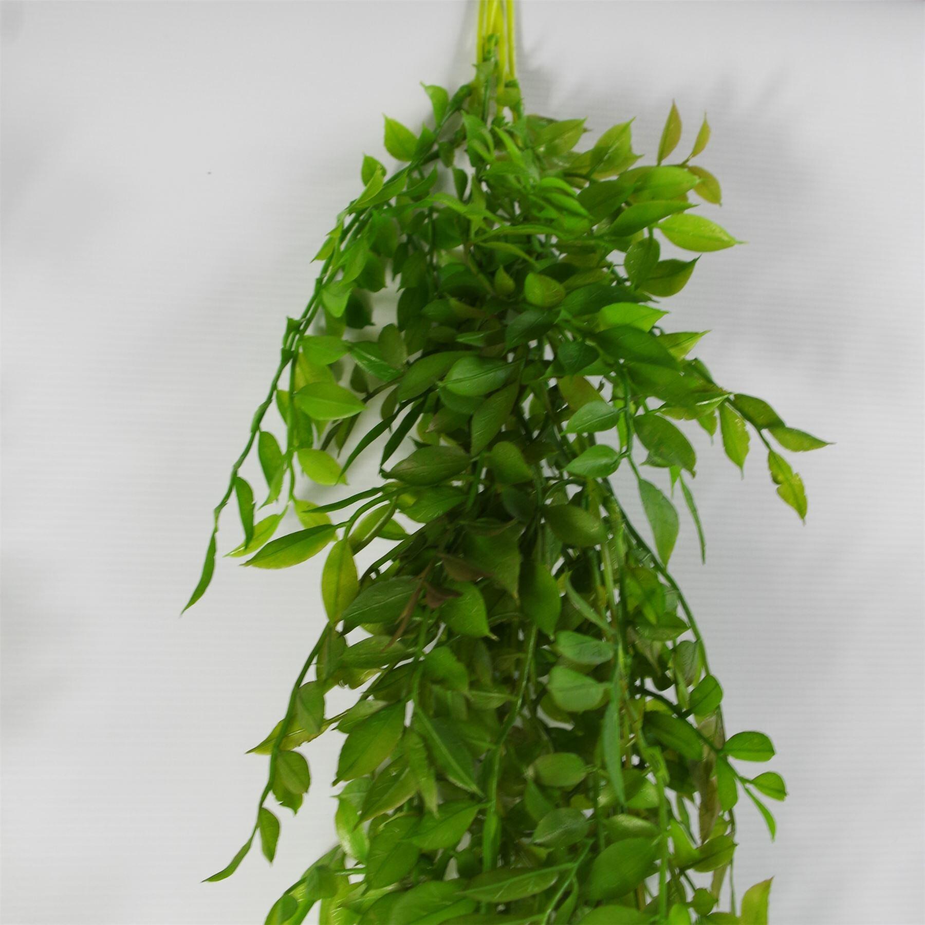 6 x 100cm Hanging String of Pearls Fern Plant]