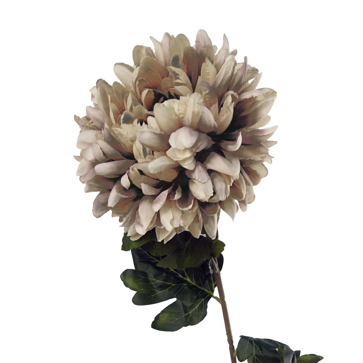mushroom pack - x 75cm of chrysanthemum product image