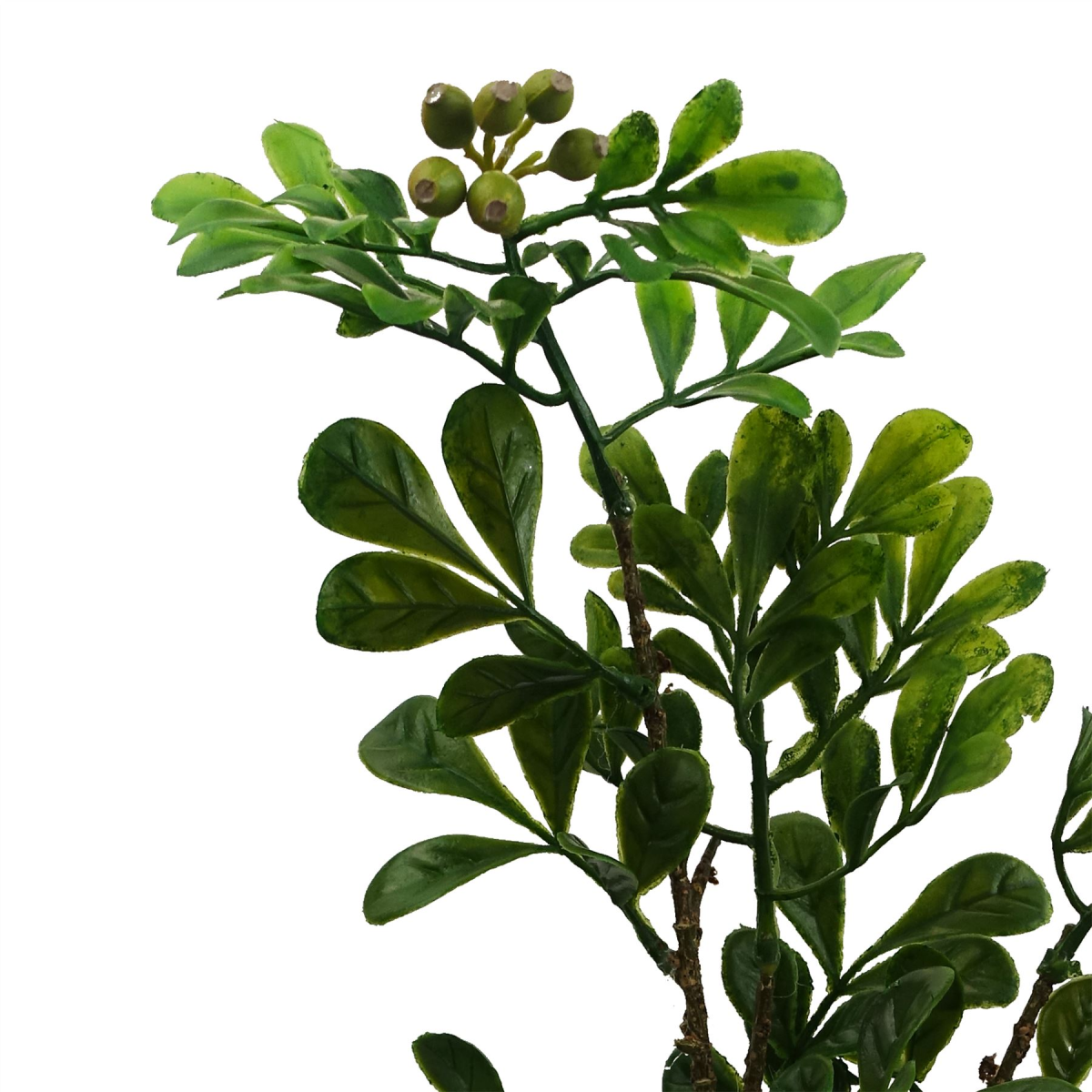 tree 45cm bonsai odorata ficus artificial aglaia product image