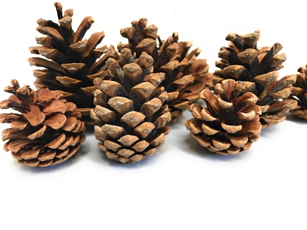 pine cones for wreaths