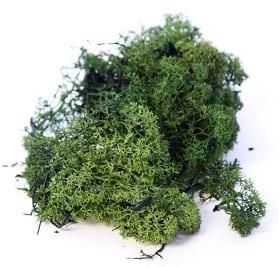 Finland/Reindeer Moss - Complete with Mossing Pegs Natural 50 grams 